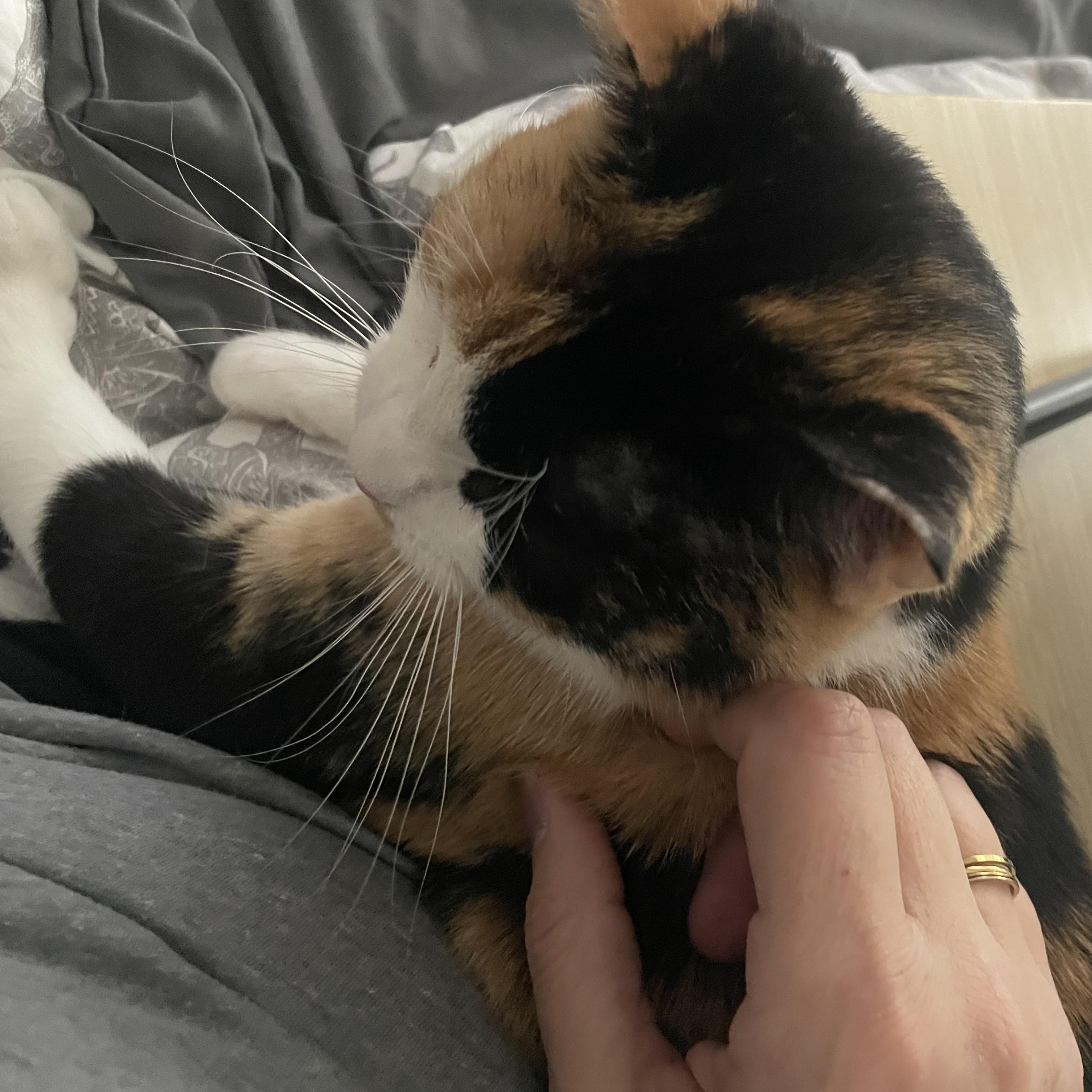 MAMA CALLIE -- Cuddle Bug