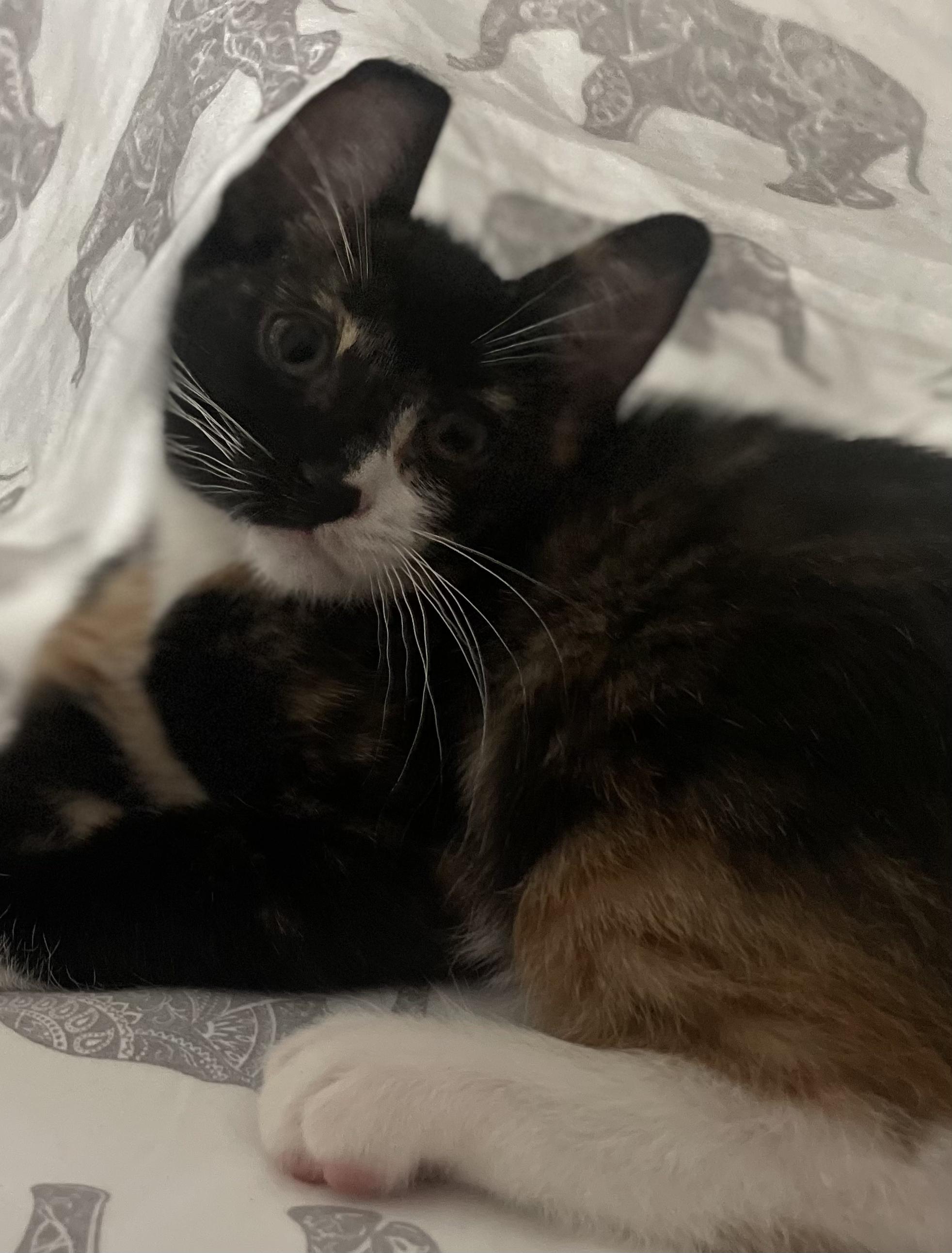 MAMA CALLIE -- Cuddle Bug