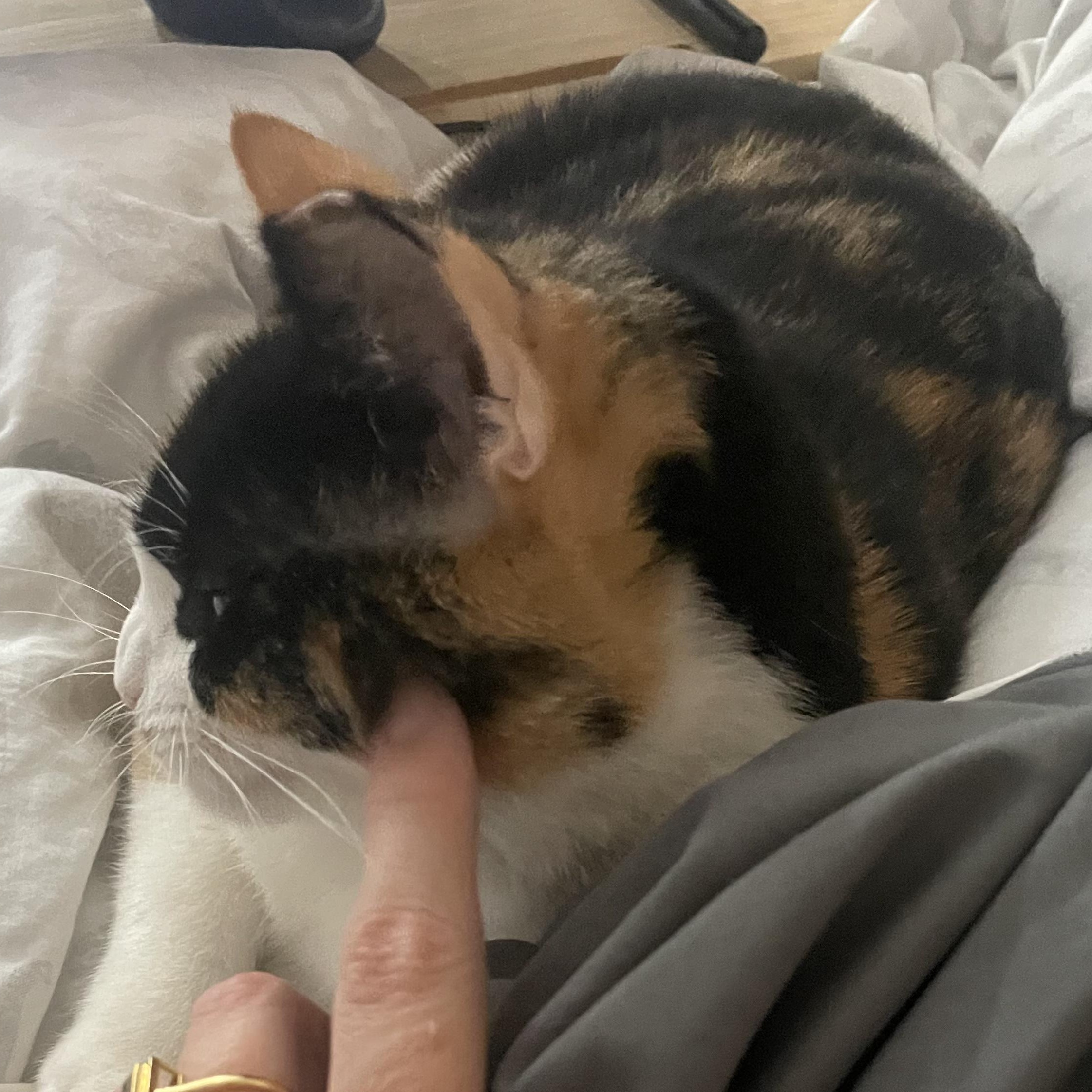 Mama Callie  Cuddle thumbnail 4