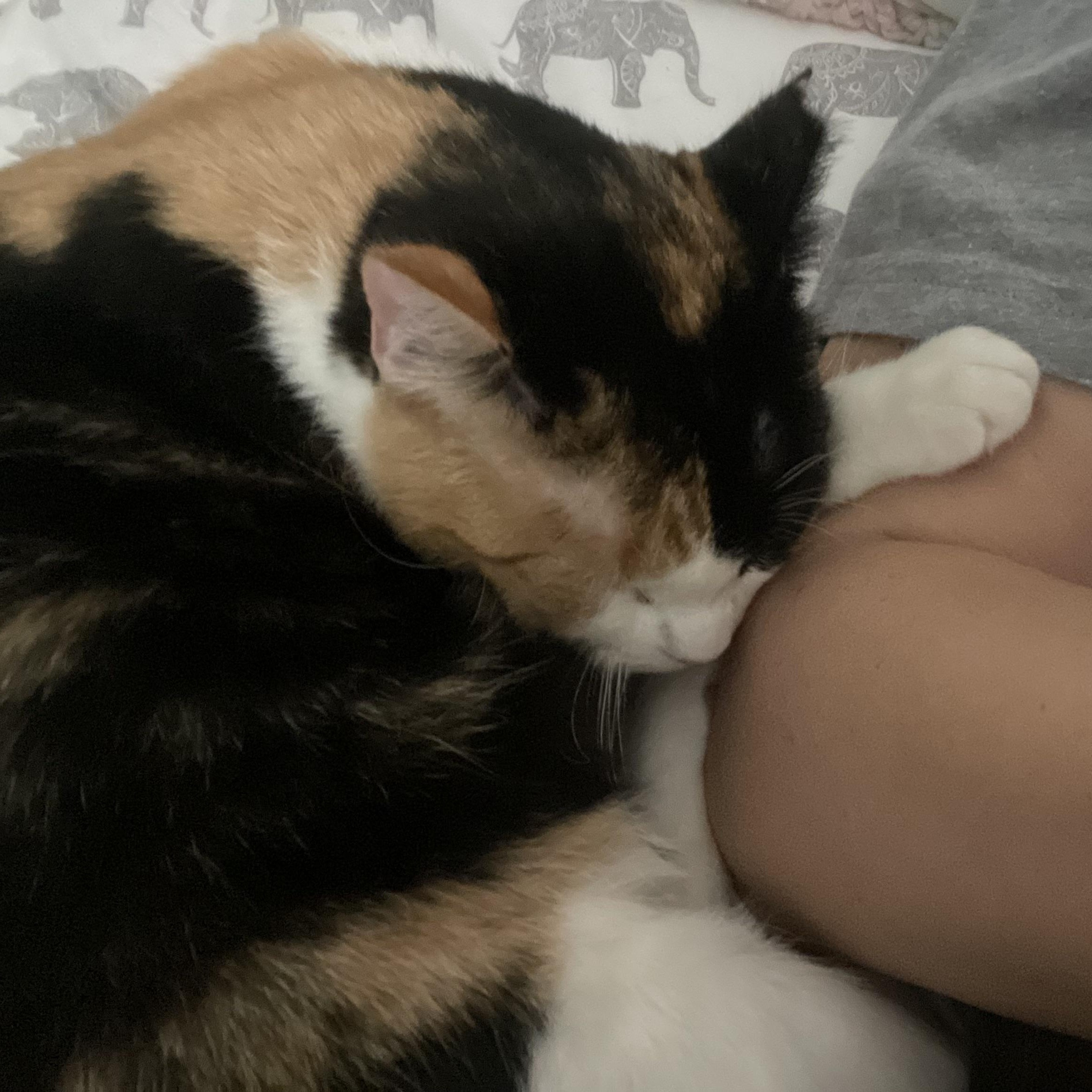 Mama Callie  Cuddle thumbnail 5