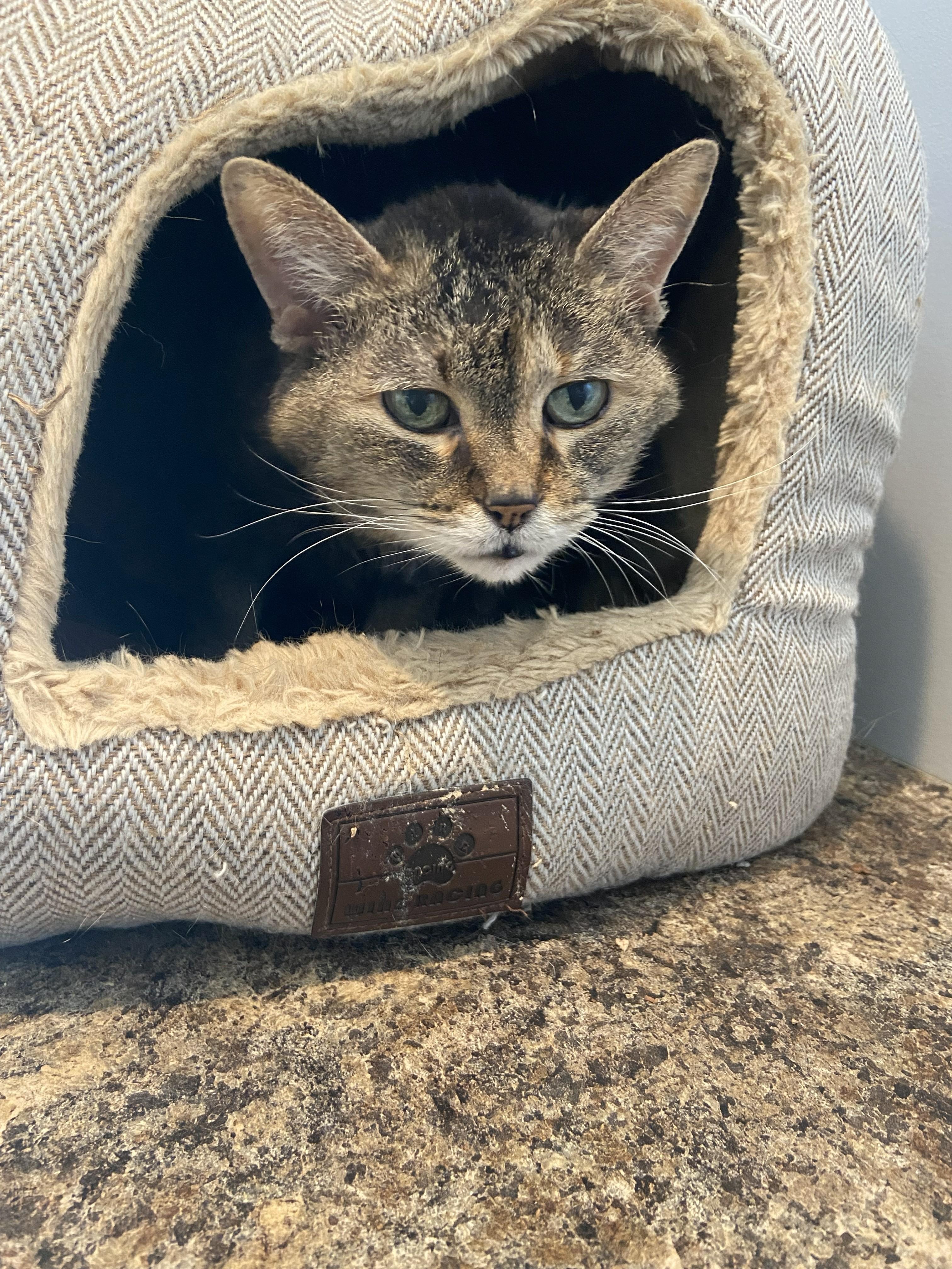 Enlarge Shrimpy, an adopted Domestic Short Hair in Lincoln, NE image 2/2