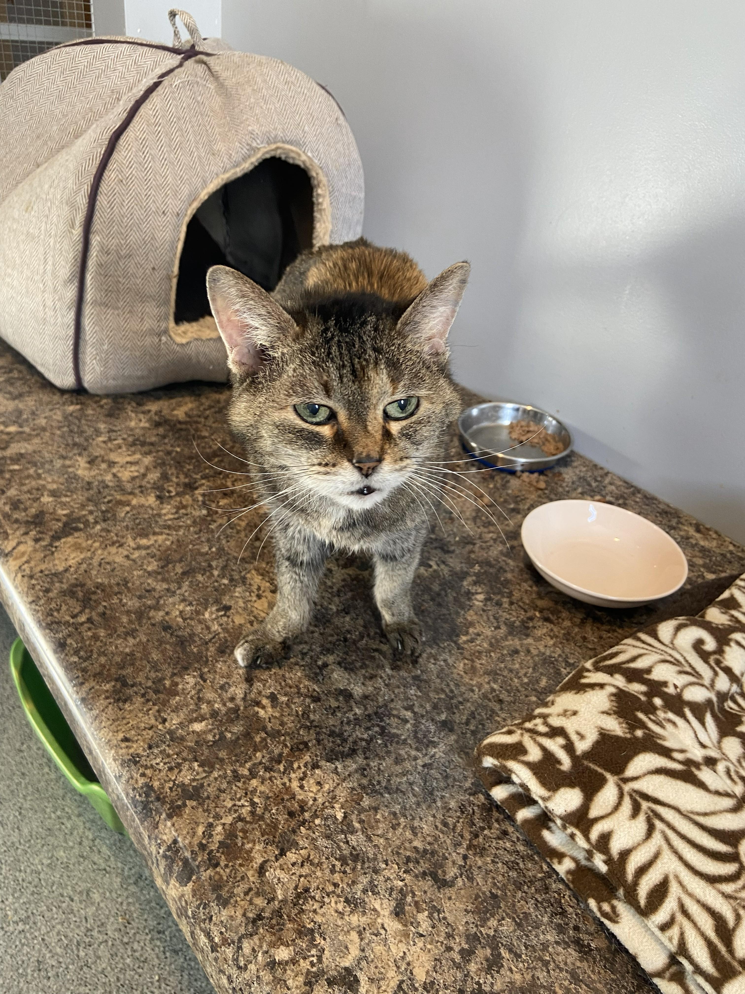 Enlarge Shrimpy, an adopted Domestic Short Hair in Lincoln, NE image 1/2