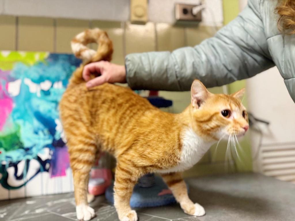 Enlarge Waffle Maker, a Adoptable mixed breed in Effingham, IL image 1/6