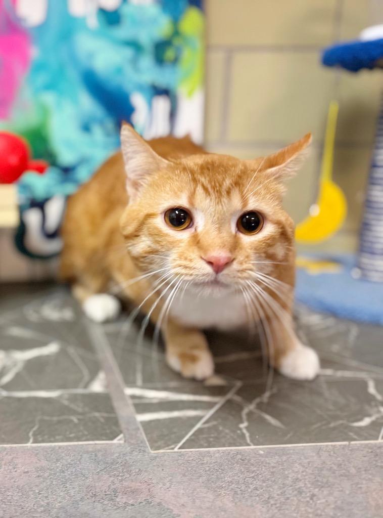 Enlarge Waffle Maker, a Adoptable mixed breed in Effingham, IL image 2/6