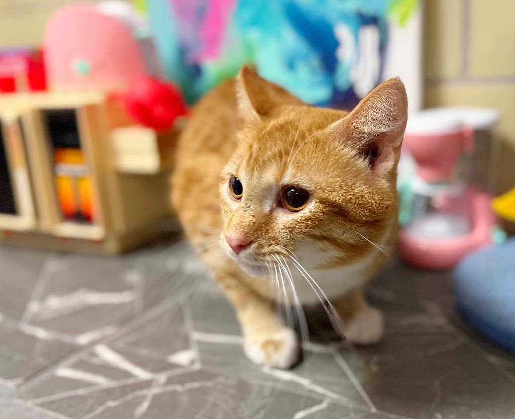 Enlarge Waffle Maker, a Adoptable mixed breed in Effingham, IL image 3/6