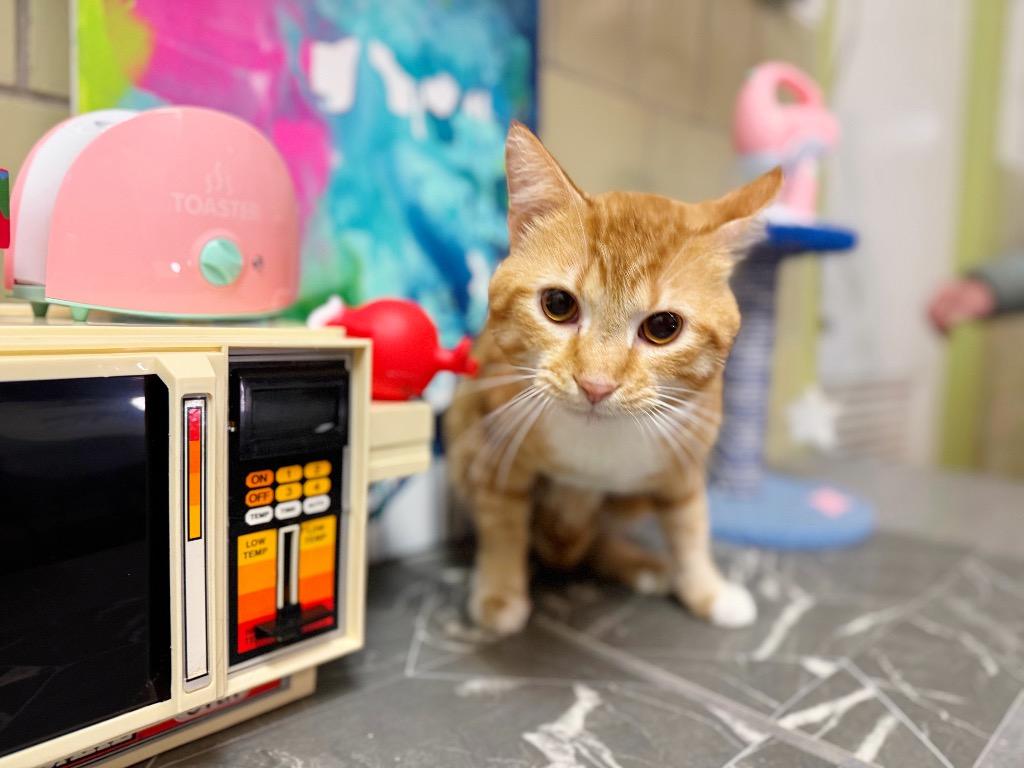 Enlarge Waffle Maker, a Adoptable mixed breed in Effingham, IL image 4/6