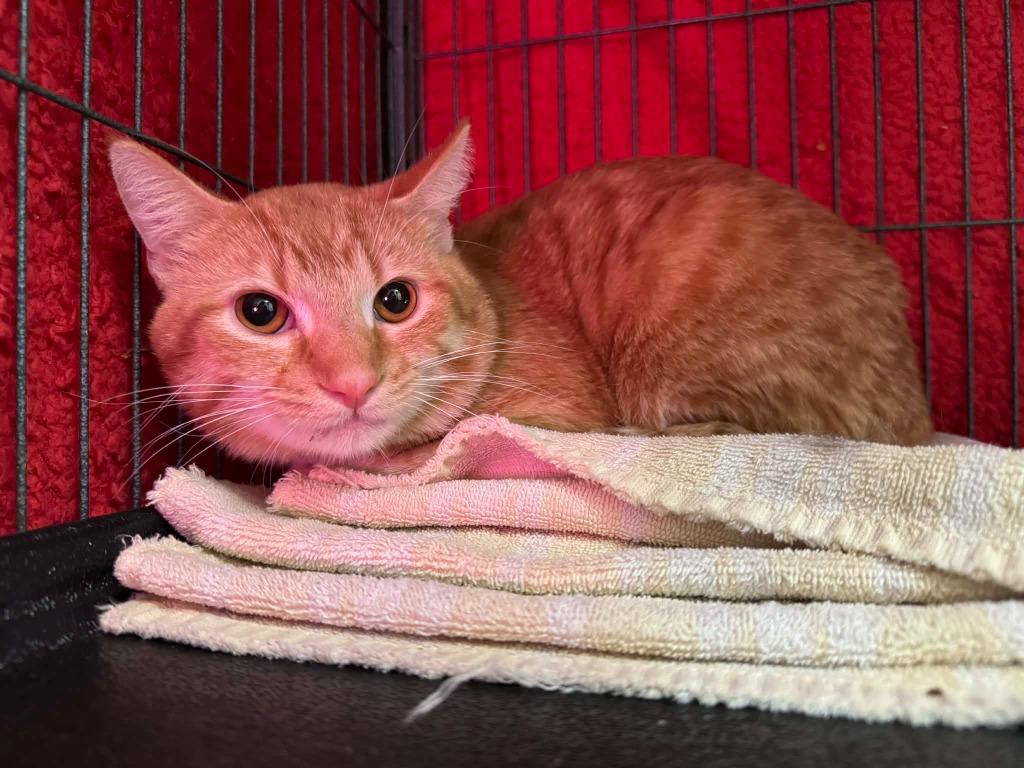 Enlarge Waffle Maker, a Adoptable mixed breed in Effingham, IL image 5/6