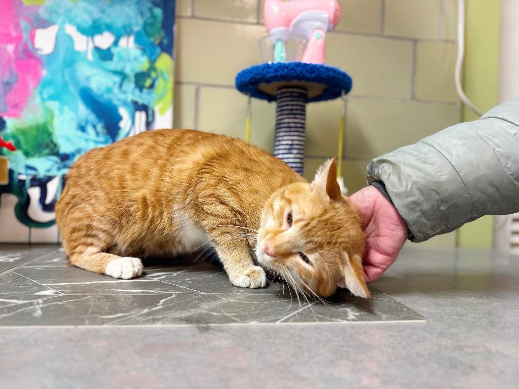 Enlarge Waffle Maker, a Adoptable mixed breed in Effingham, IL image 6/6