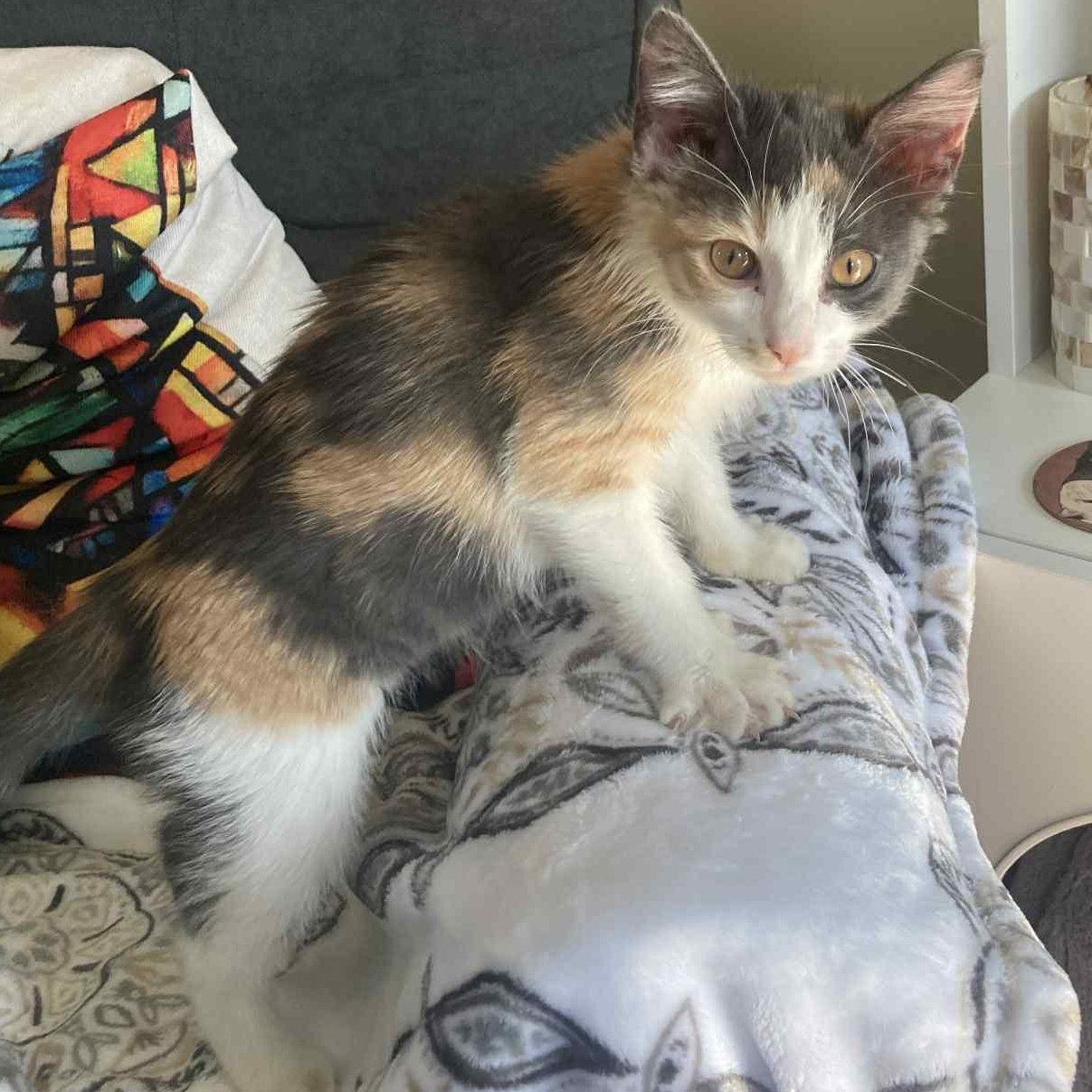 Angel