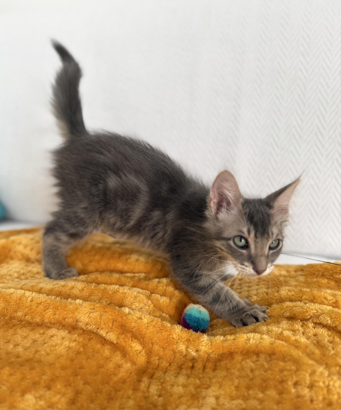 Jupiter (must be adopted with Saturn), a Adoptable Domestic Long Hair in Denver, CO image 6/6