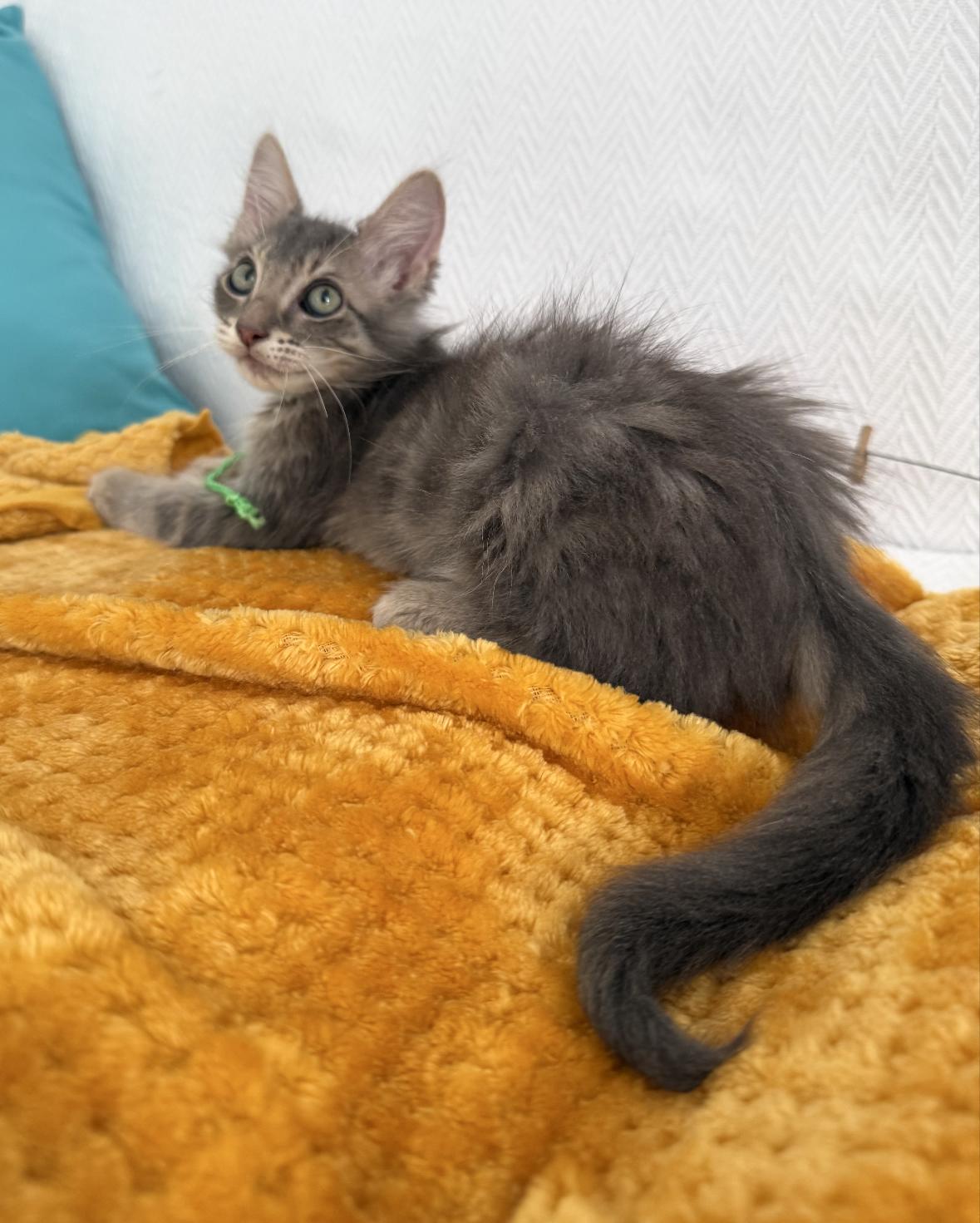 Jupiter (must be adopted with Saturn), a Adoptable Domestic Long Hair in Denver, CO image 3/6