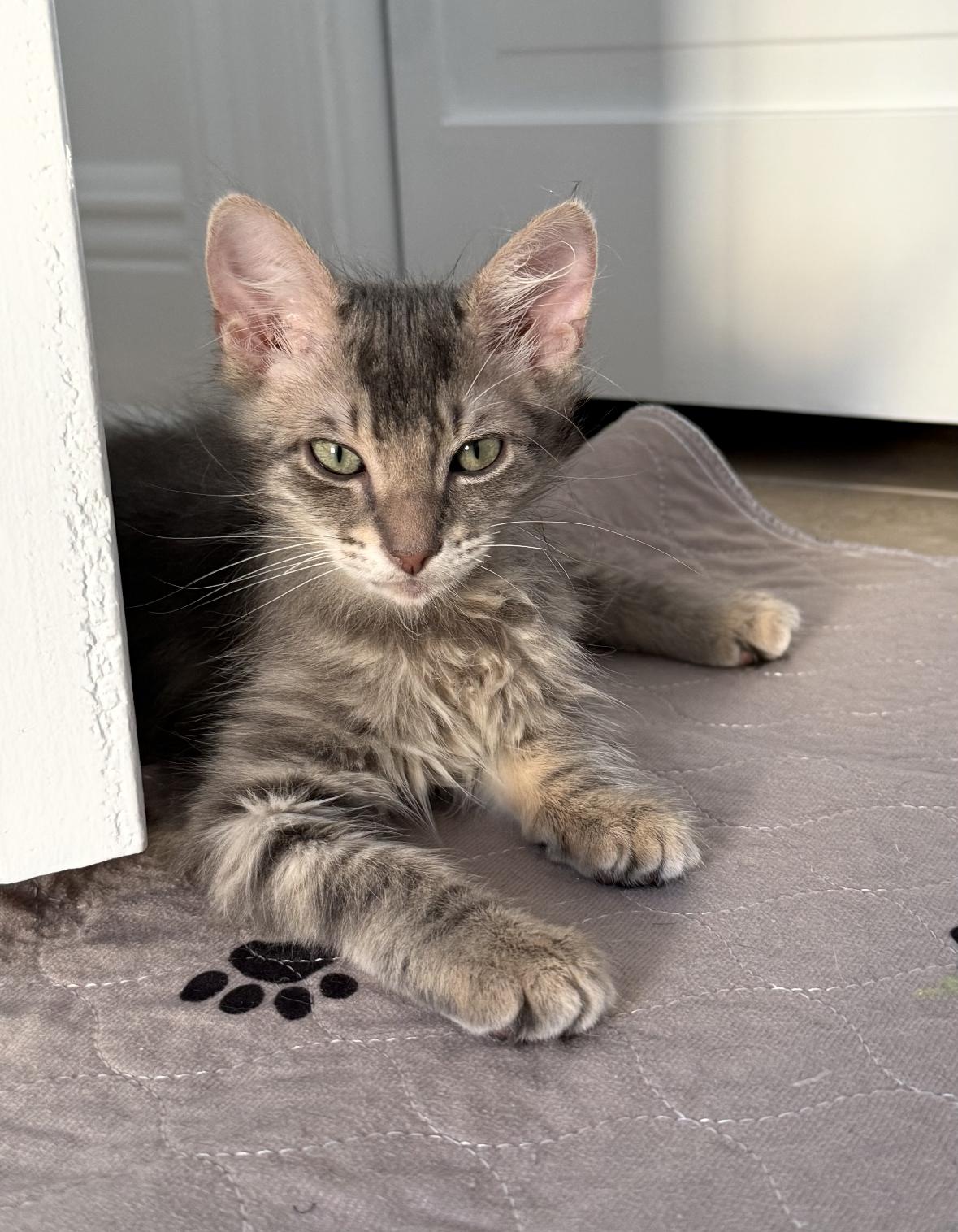 Jupiter (must be adopted with Saturn), a Adoptable Domestic Long Hair in Denver, CO image 4/6