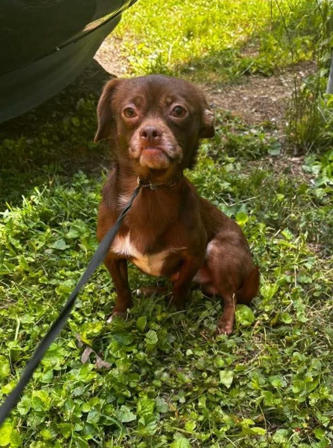 Captain Jack Sparrow, Adoptable, Adult Male Chihuahua.