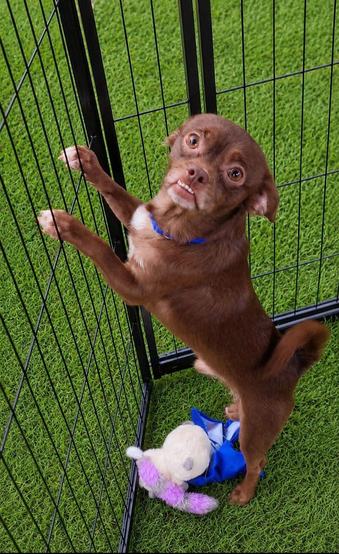Enlarge Captain Jack Sparrow, a Adoptable Chihuahua in Knoxville, TN image 2/2