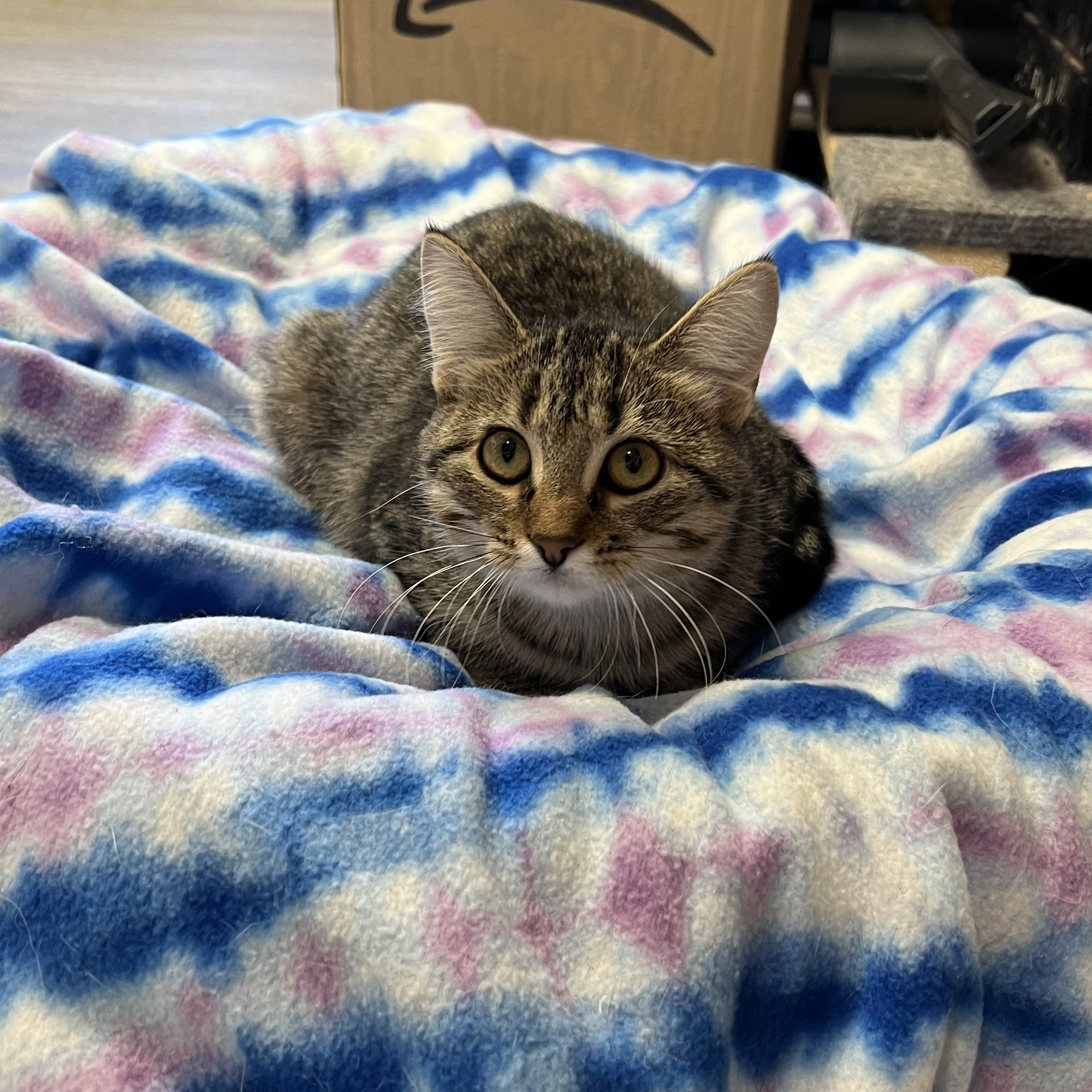 Enlarge Abby, a Adoptable mixed breed in Spencer, IA image 1/1