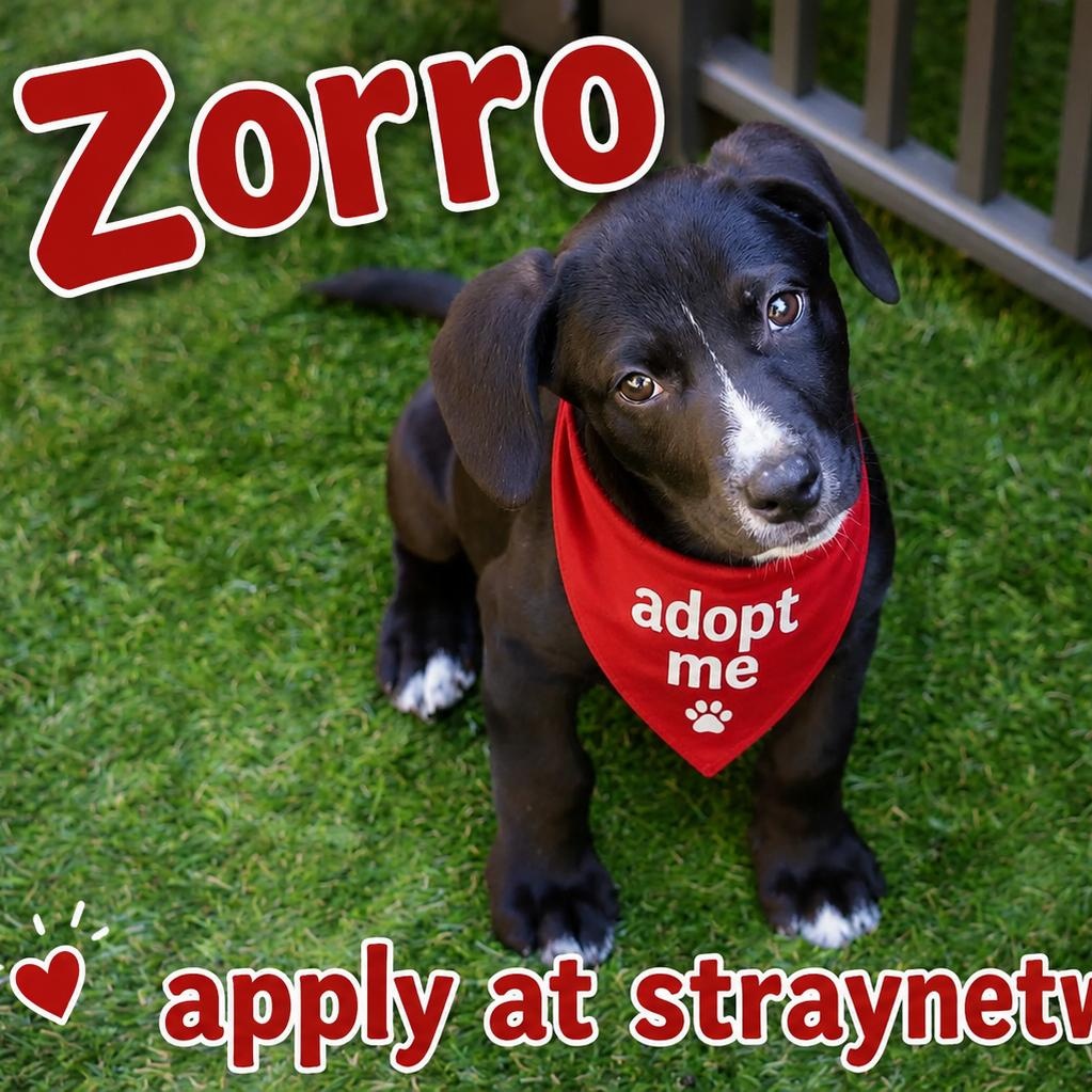Enlarge Zorro, a Adopted mixed breed in Hatfield, PA image 5/5