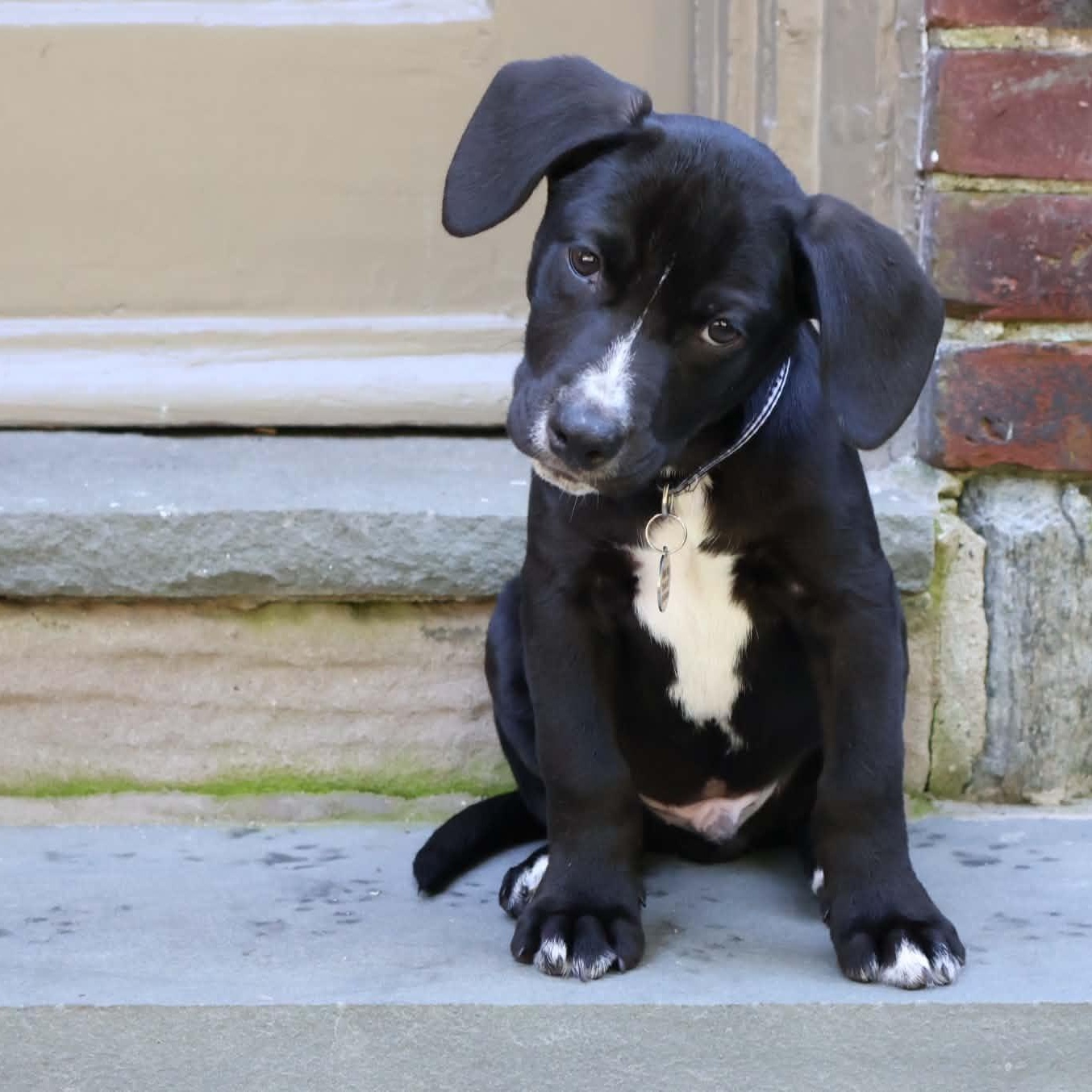 Enlarge Zorro, a Adopted mixed breed in Hatfield, PA image 3/5