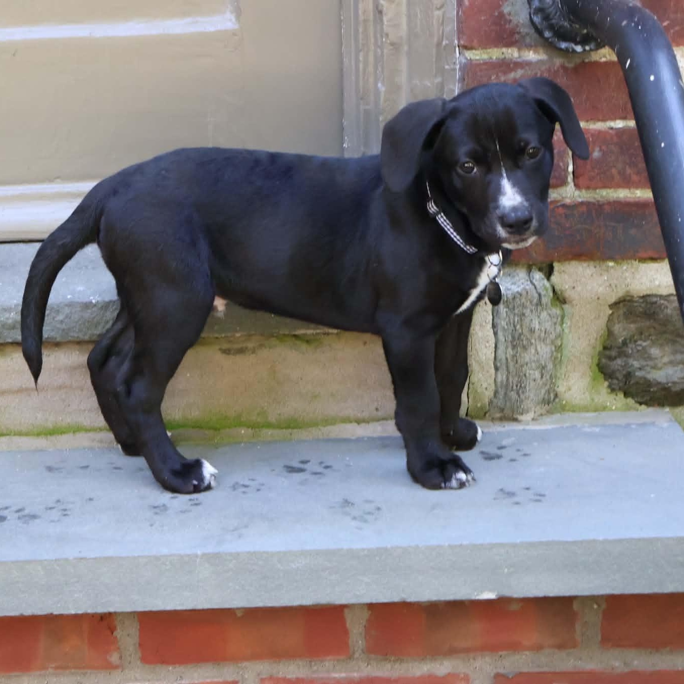 Enlarge Zorro, a Adopted mixed breed in Hatfield, PA image 4/5