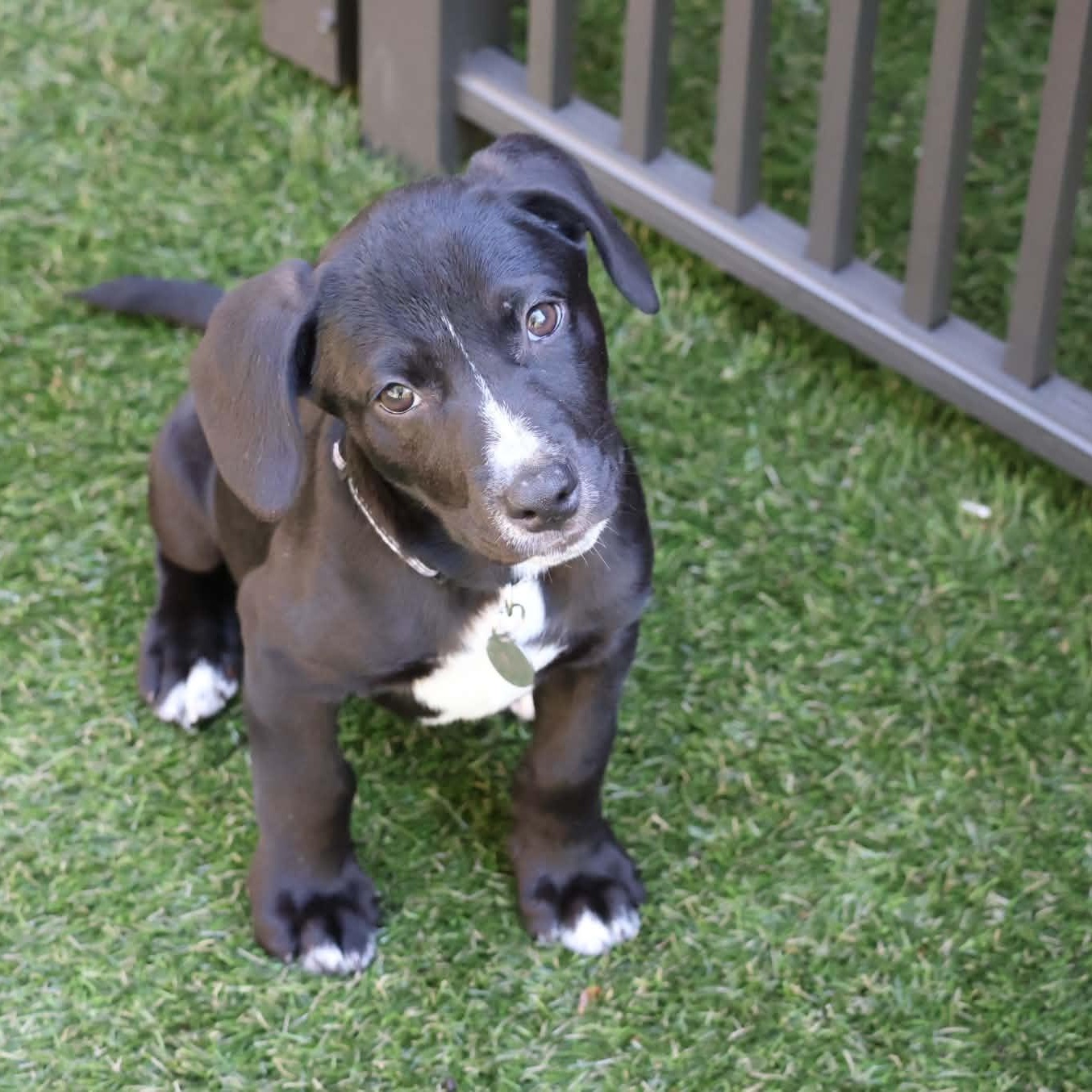 Enlarge Zorro, a Adopted mixed breed in Hatfield, PA image 2/5