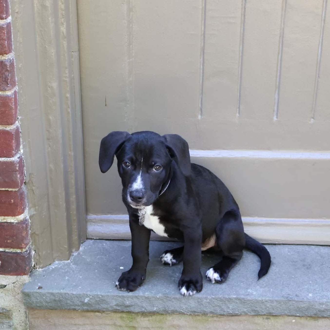 Enlarge Zorro, a Adopted mixed breed in Hatfield, PA image 1/5