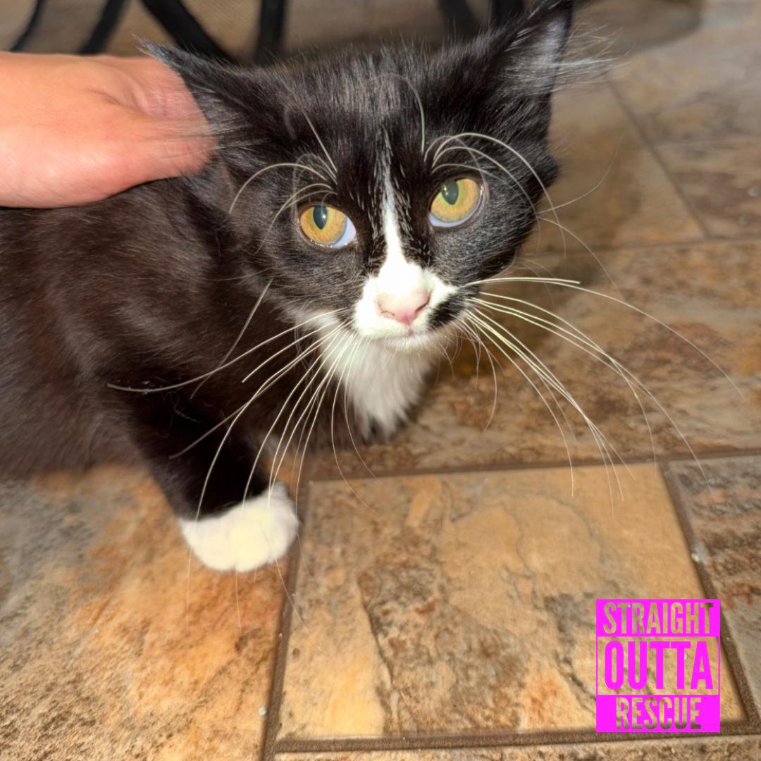 Enlarge Olive, a Adoptable Domestic Medium Hair in Vancouver, BC image 2/2