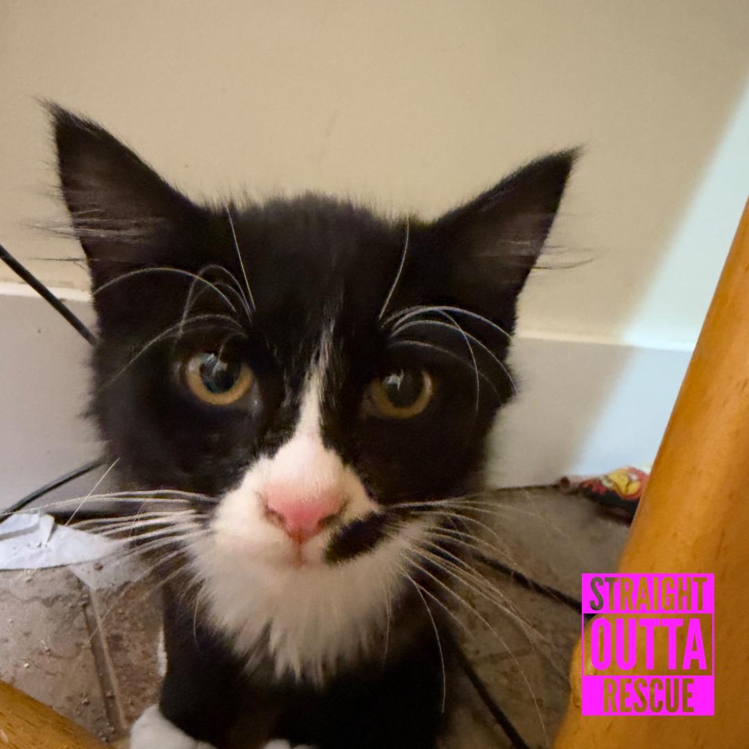 Olive, Adoptable, Kitten Female Domestic Medium Hair.