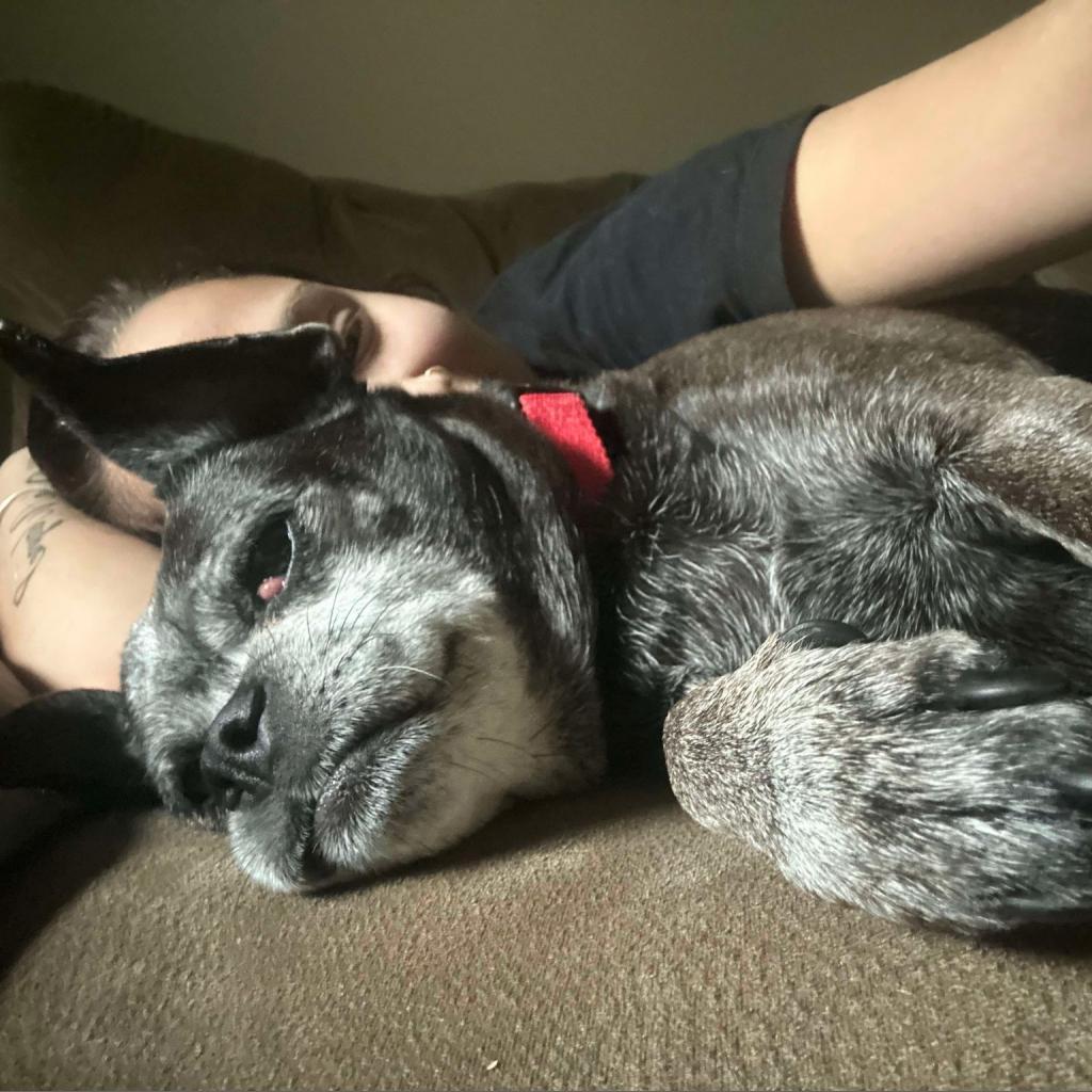 Snookie, Adoptable, Senior Female Pug & Mixed Breed.