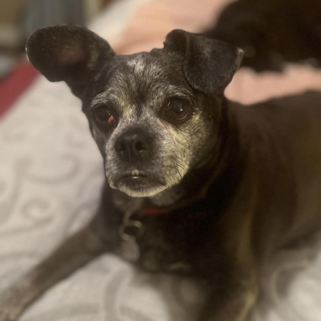 Snookie, Adoptable, Senior Female Pug & Mixed Breed.
