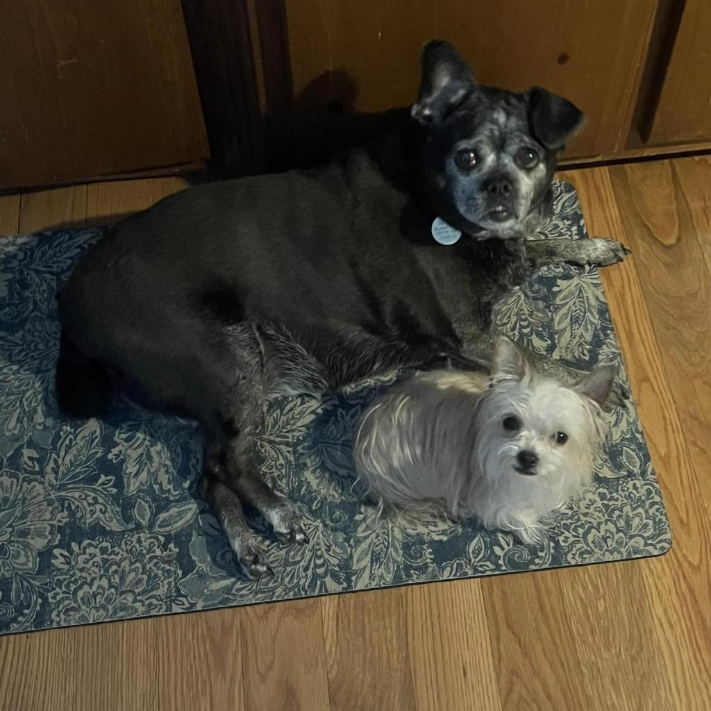 Snookie, a Adoptable mixed breed in Bailey, NC image 2/4