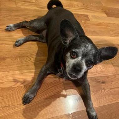 Snookie, a Adoptable mixed breed in Bailey, NC image 3/4