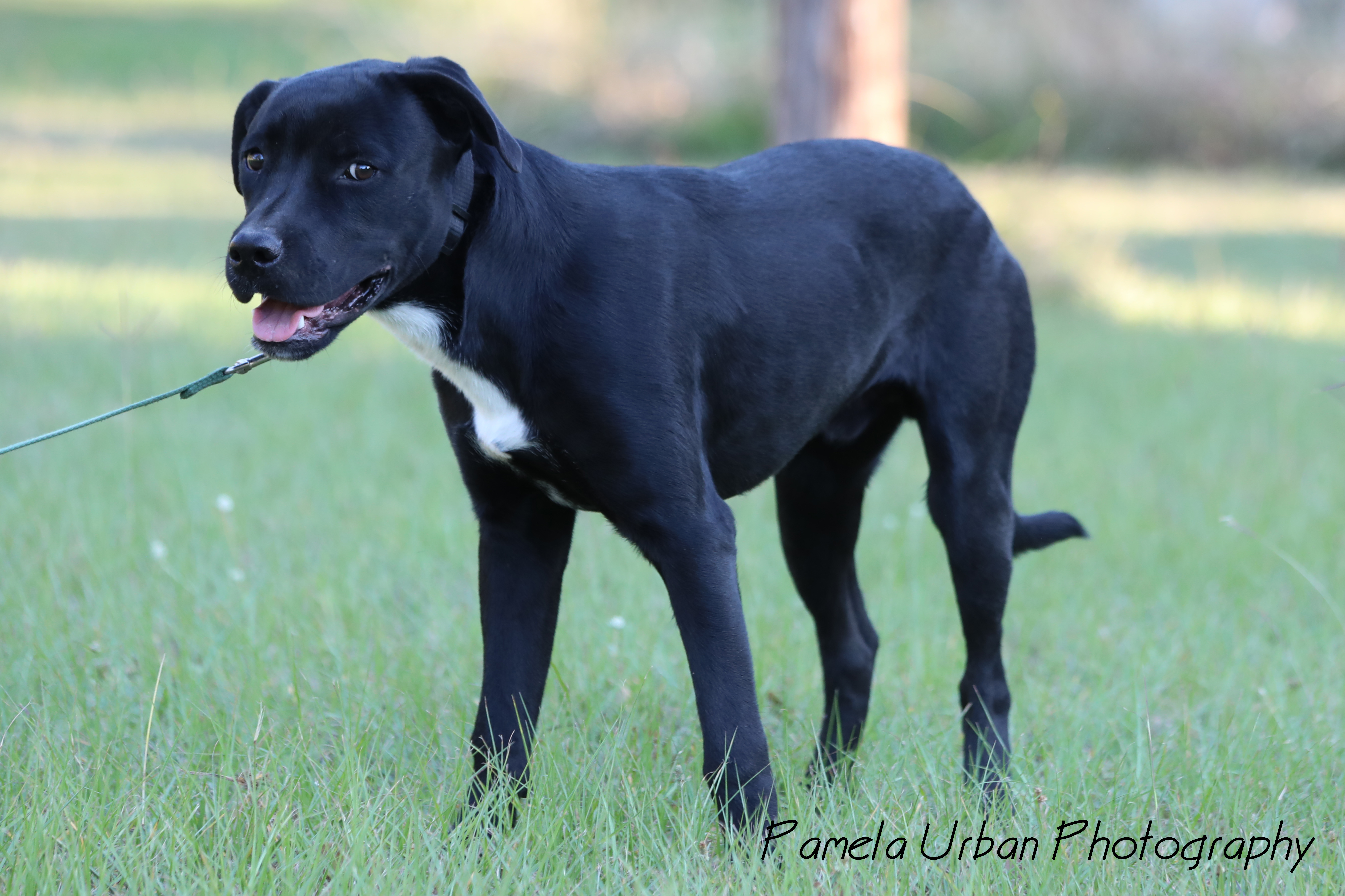 Mark, Adoptable, Young Male Labrador Retriever.