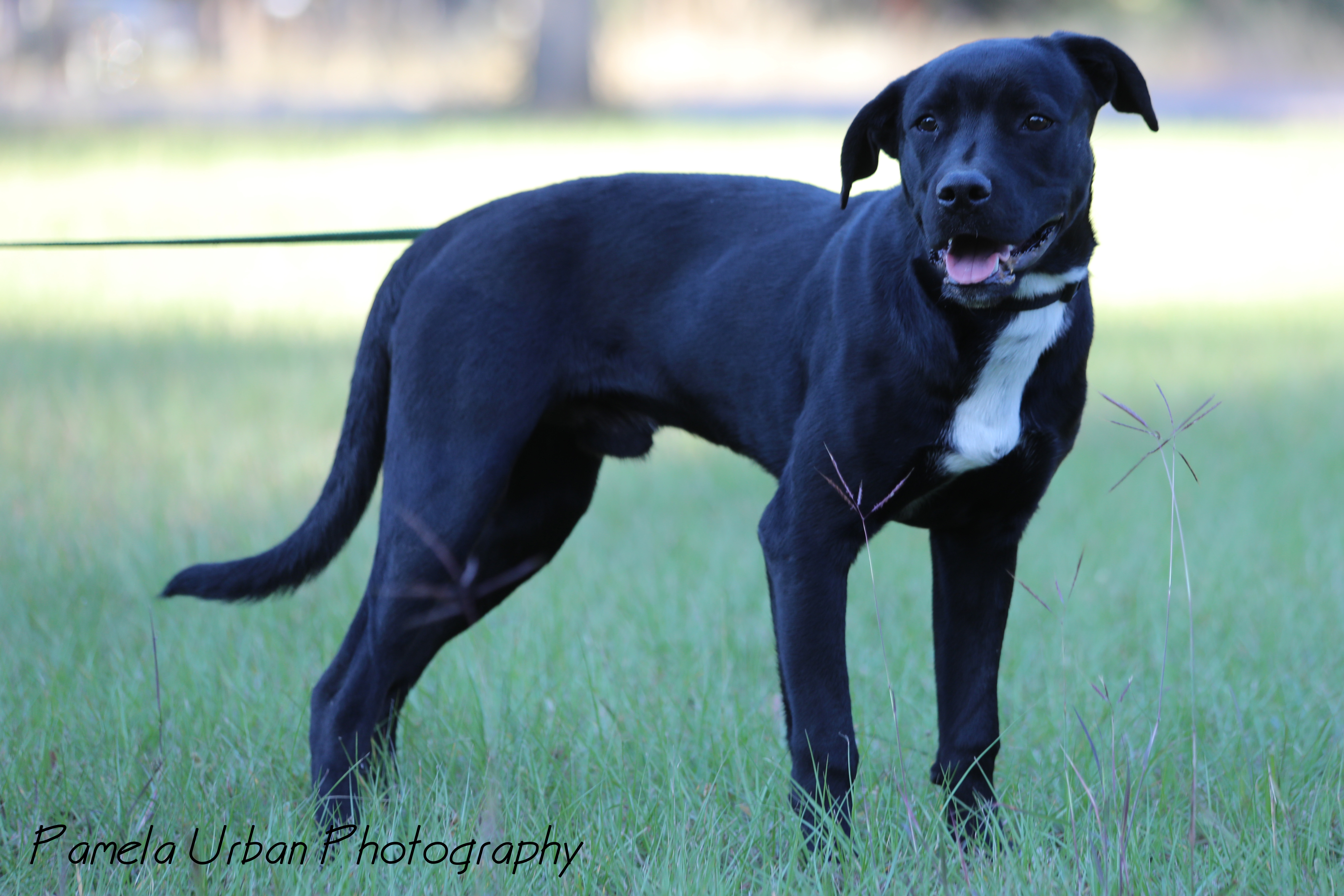Mark, a Adoptable Labrador Retriever in Sheridan, TX image 3/6