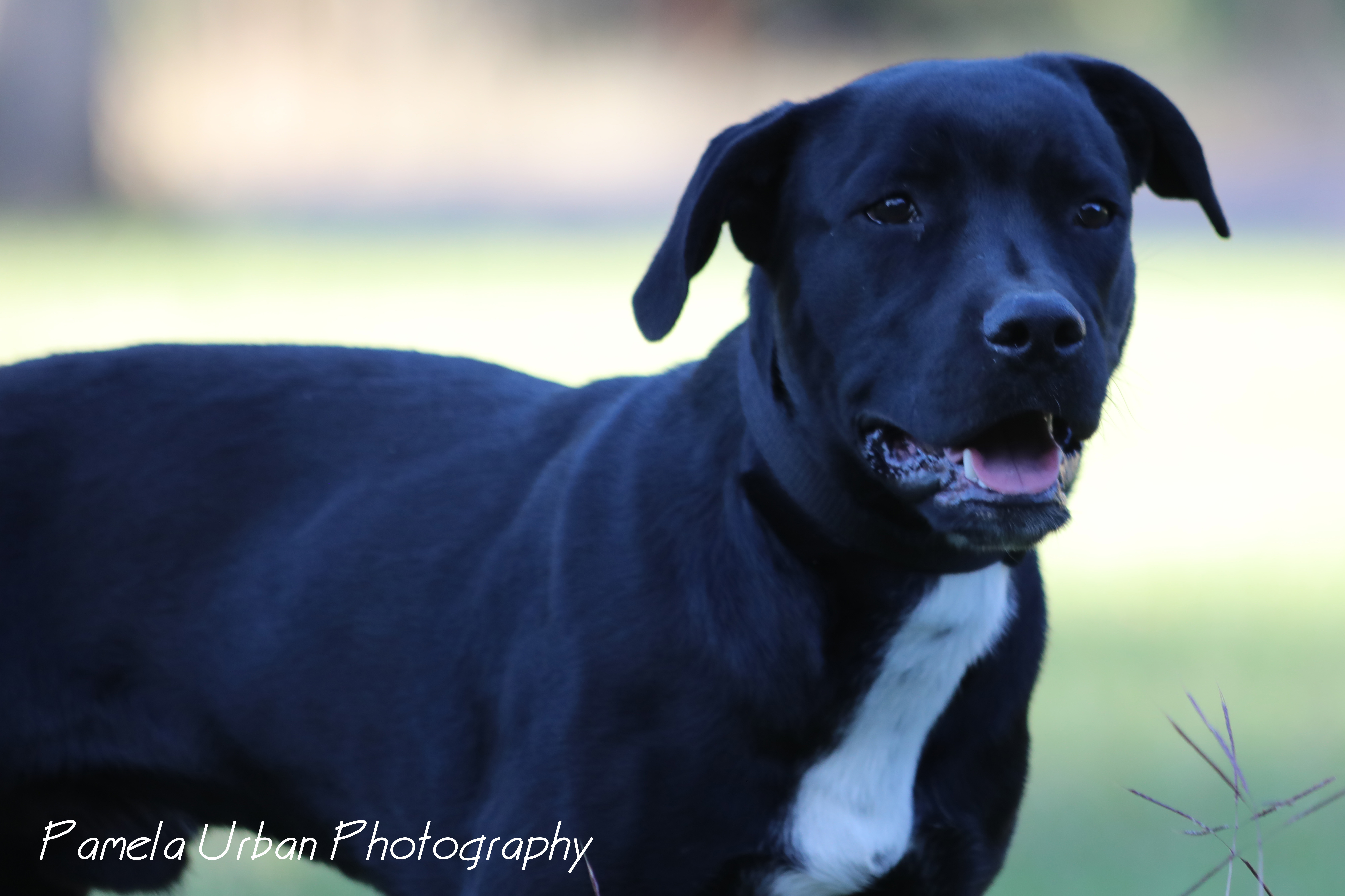 Mark, a Adoptable Labrador Retriever in Sheridan, TX image 4/6