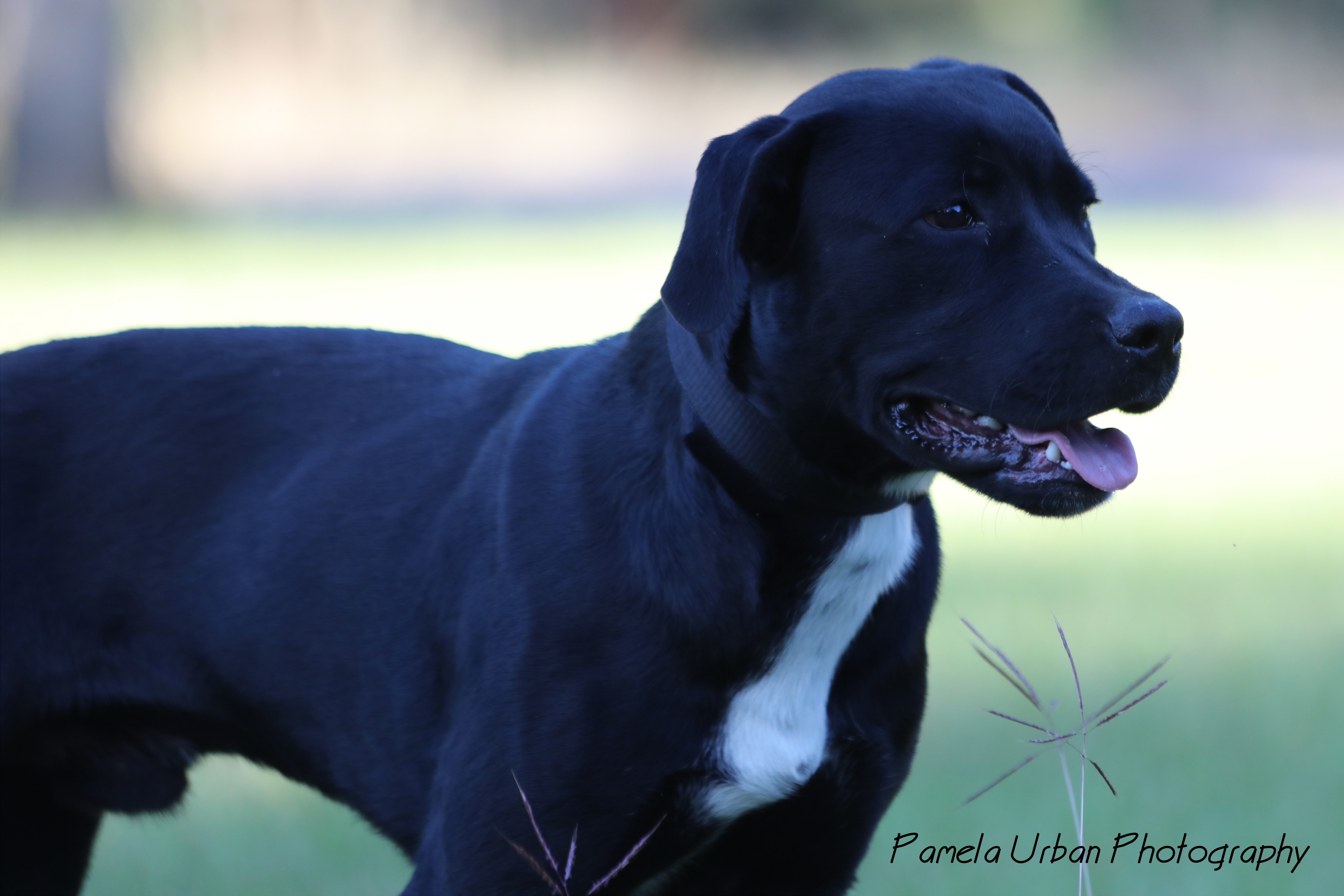 Mark, a Adoptable Labrador Retriever in Sheridan, TX image 6/6