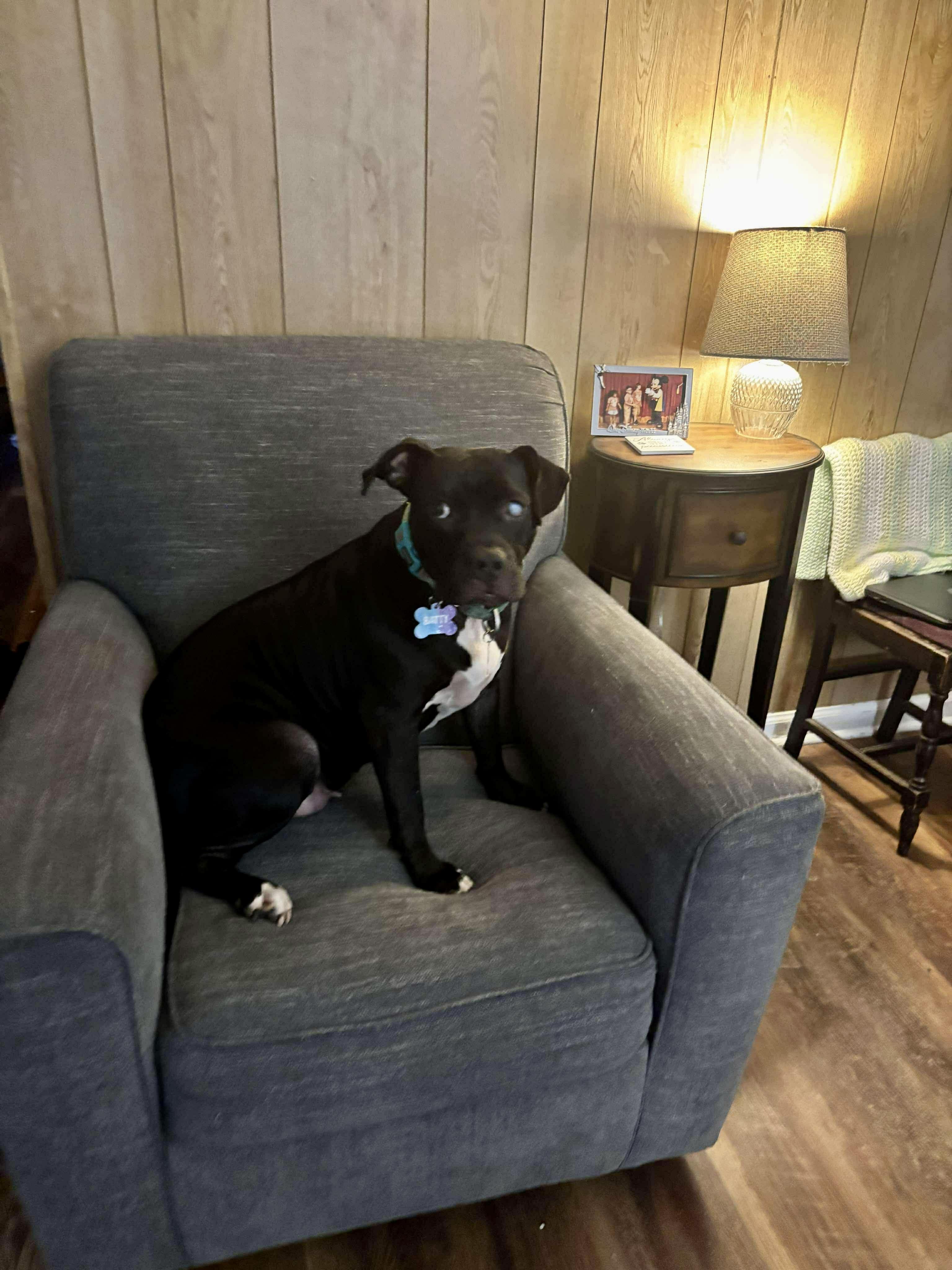 Batty (Foster Needed)