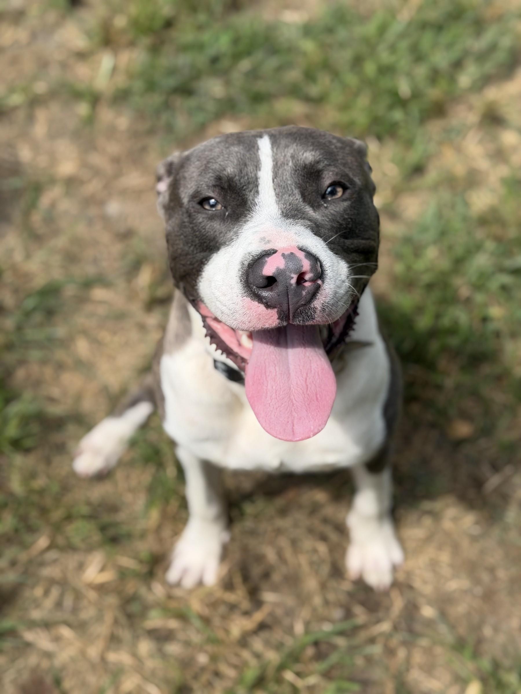 Cypress, ADOPTABLE, Young Male Pit Bull Terrier.