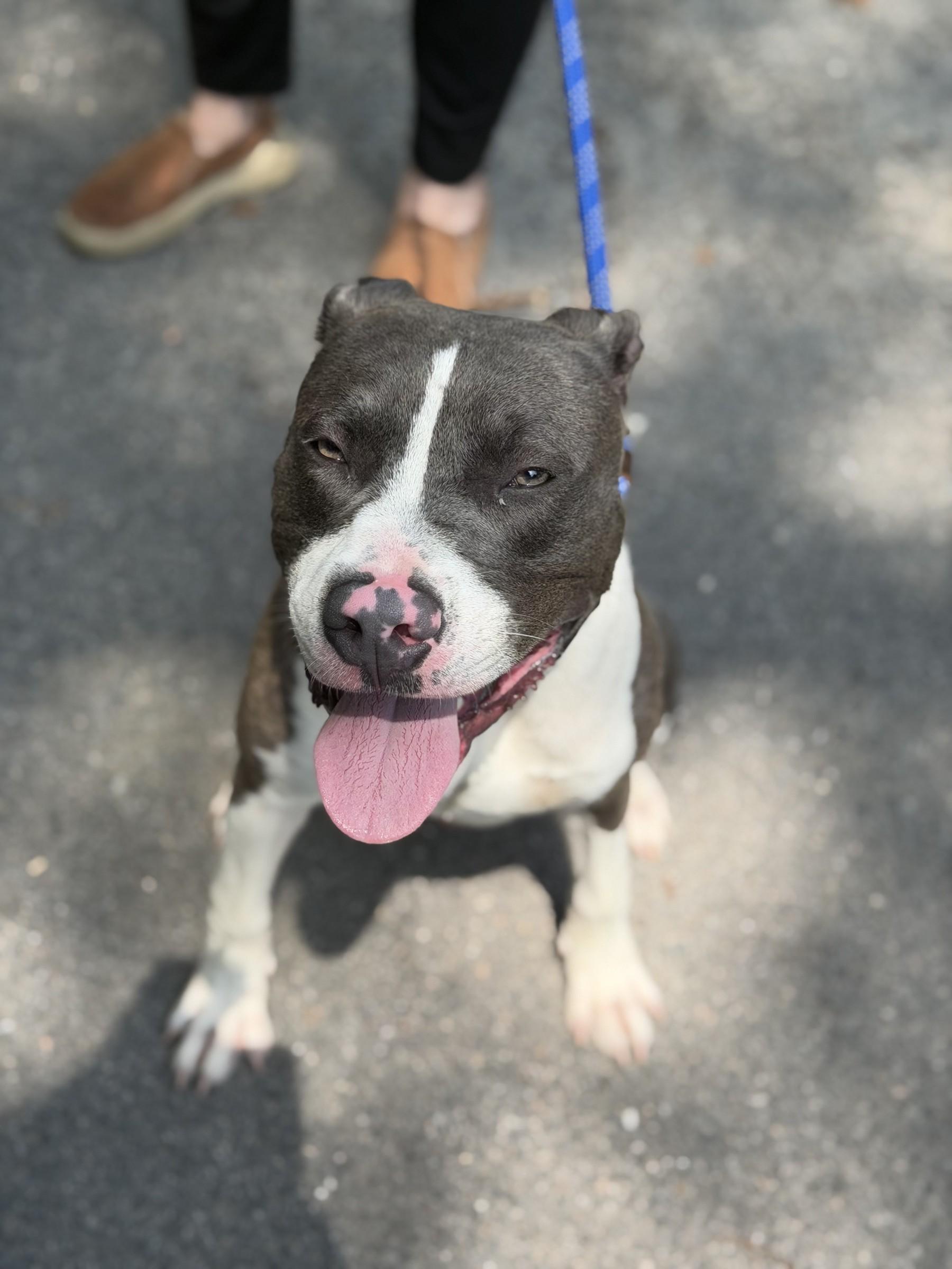 Cypress, a ADOPTABLE Pit Bull Terrier in Petersburg, VA image 4/6