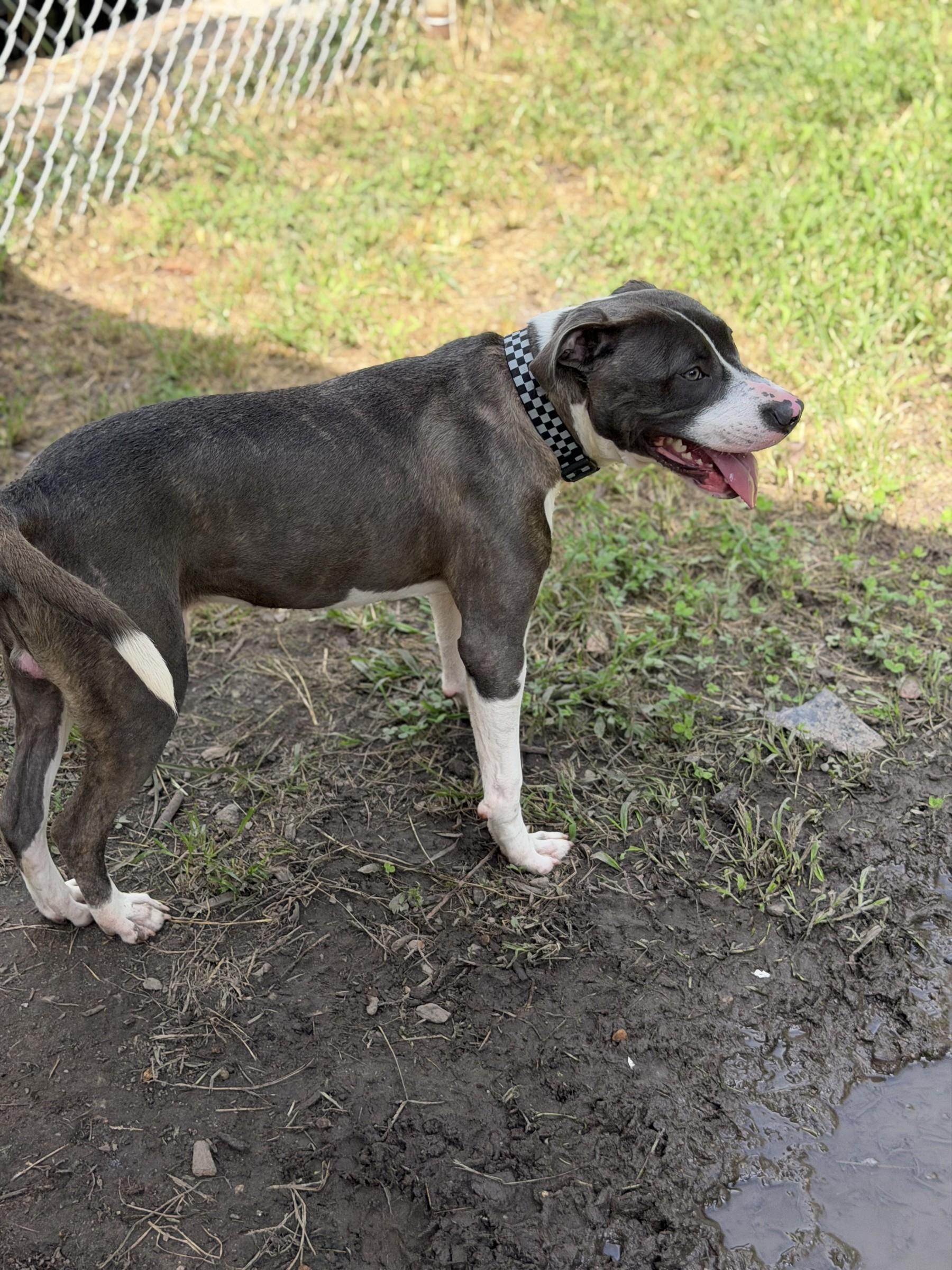 Cypress, a ADOPTABLE Pit Bull Terrier in Petersburg, VA image 6/6