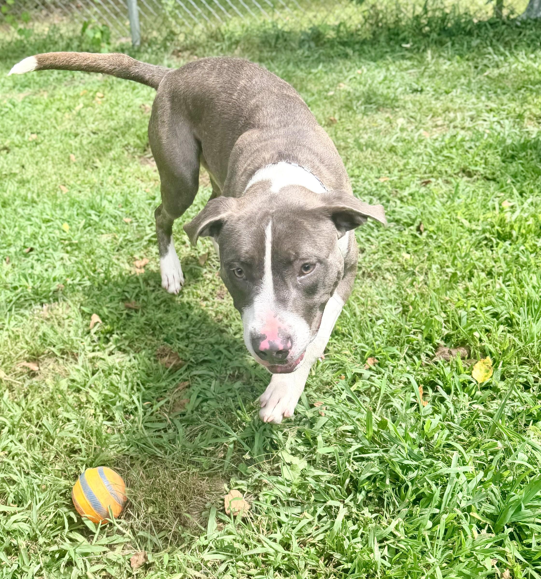 Cypress, a ADOPTABLE Pit Bull Terrier in Petersburg, VA image 2/6