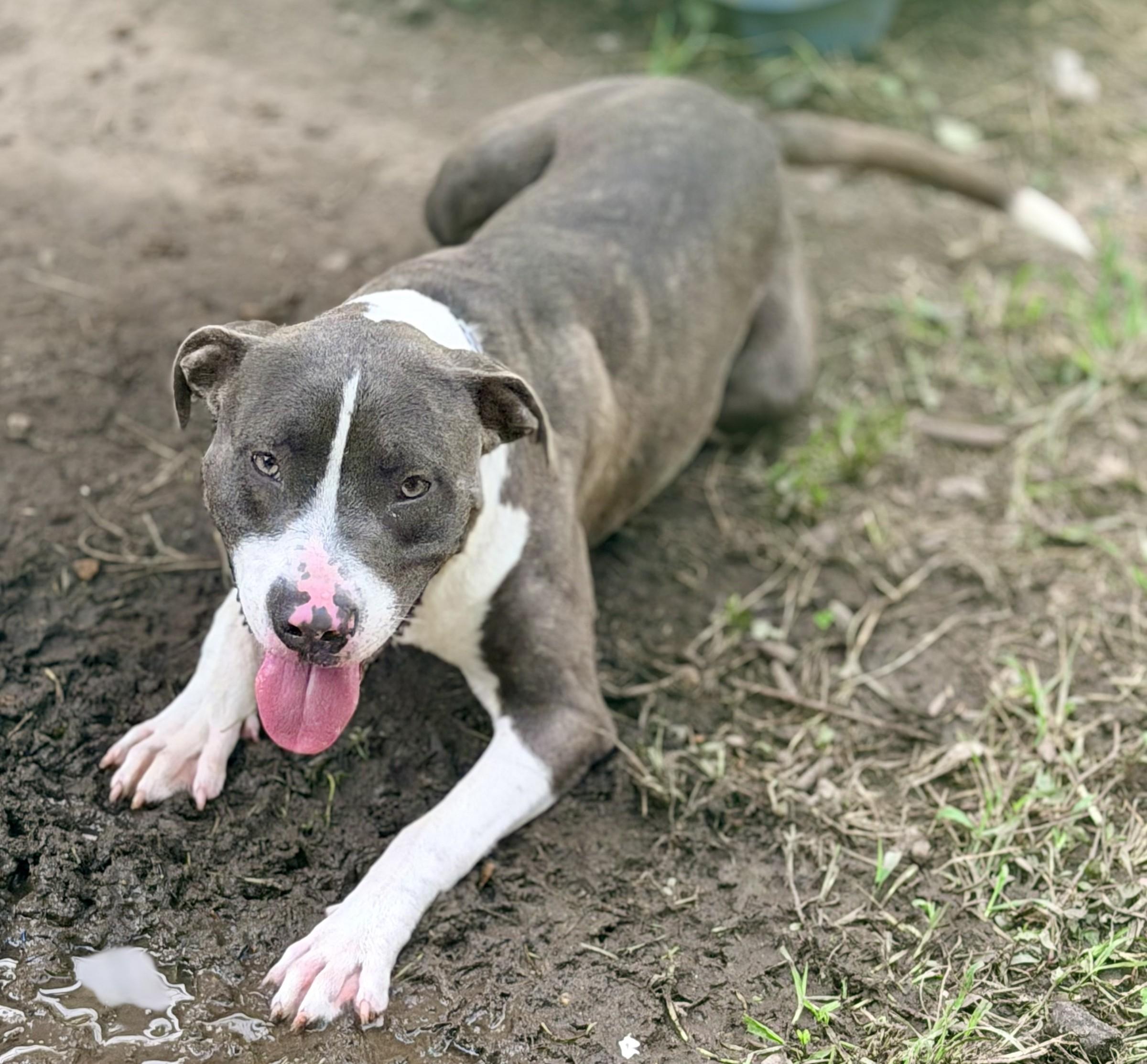 Cypress, a ADOPTABLE Pit Bull Terrier in Petersburg, VA image 5/6