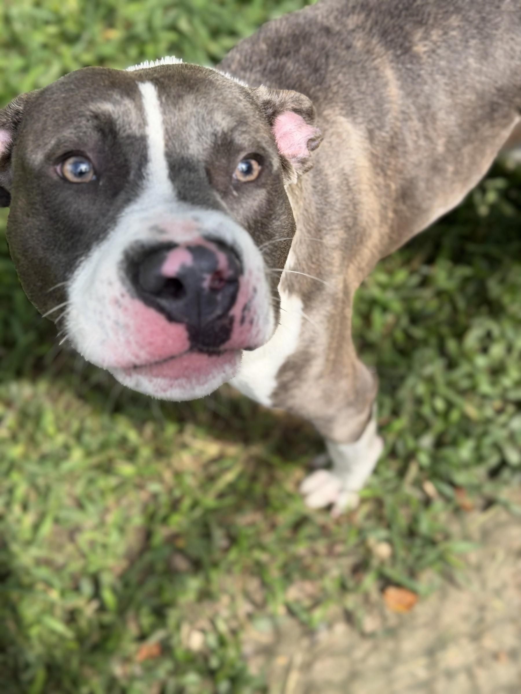 Cypress, a ADOPTABLE Pit Bull Terrier in Petersburg, VA image 3/6