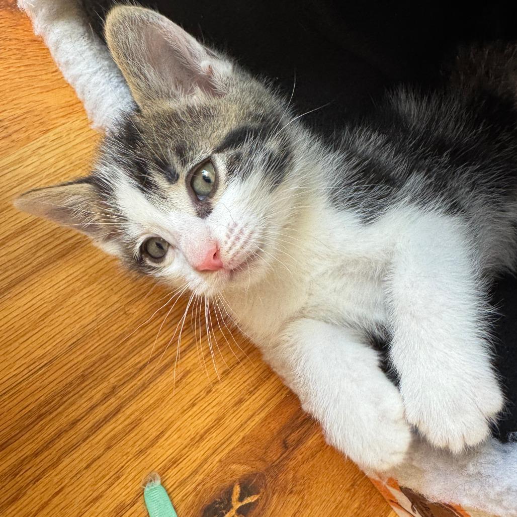 Powerade, Adoptable, Kitten Male Domestic Short Hair.