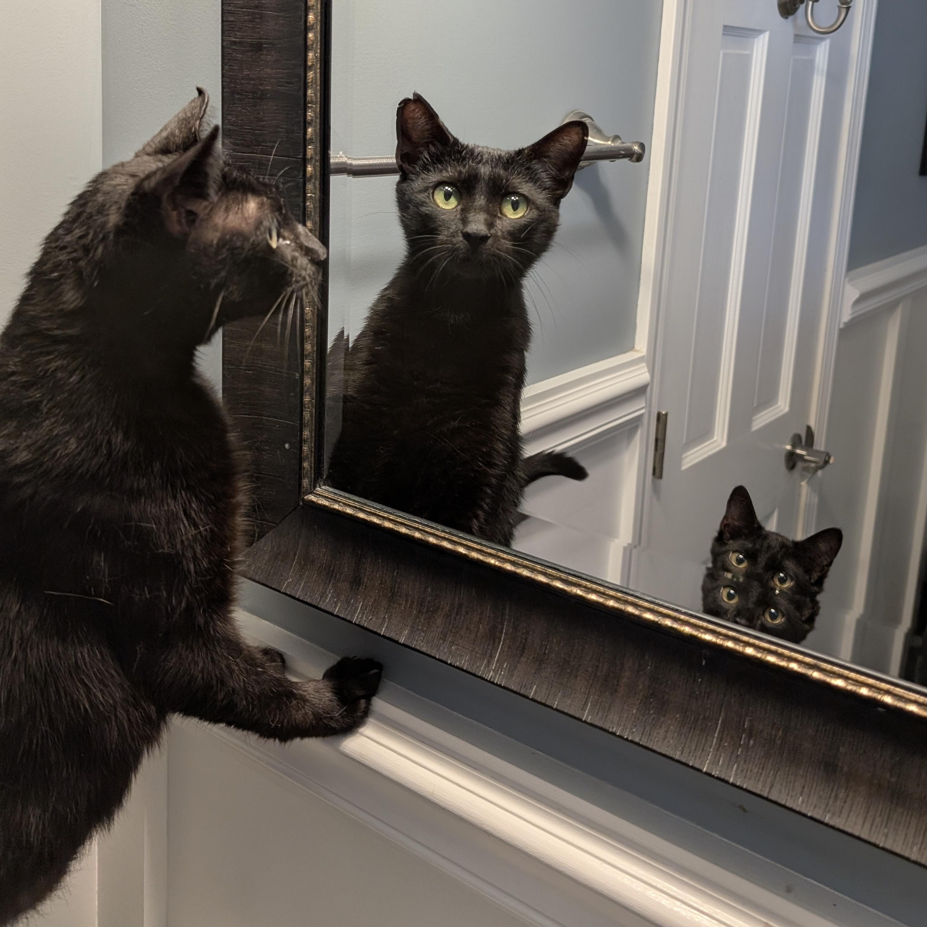 Enlarge Candice, a ADOPTABLE Domestic Short Hair in Wilmington, NC image 3/6