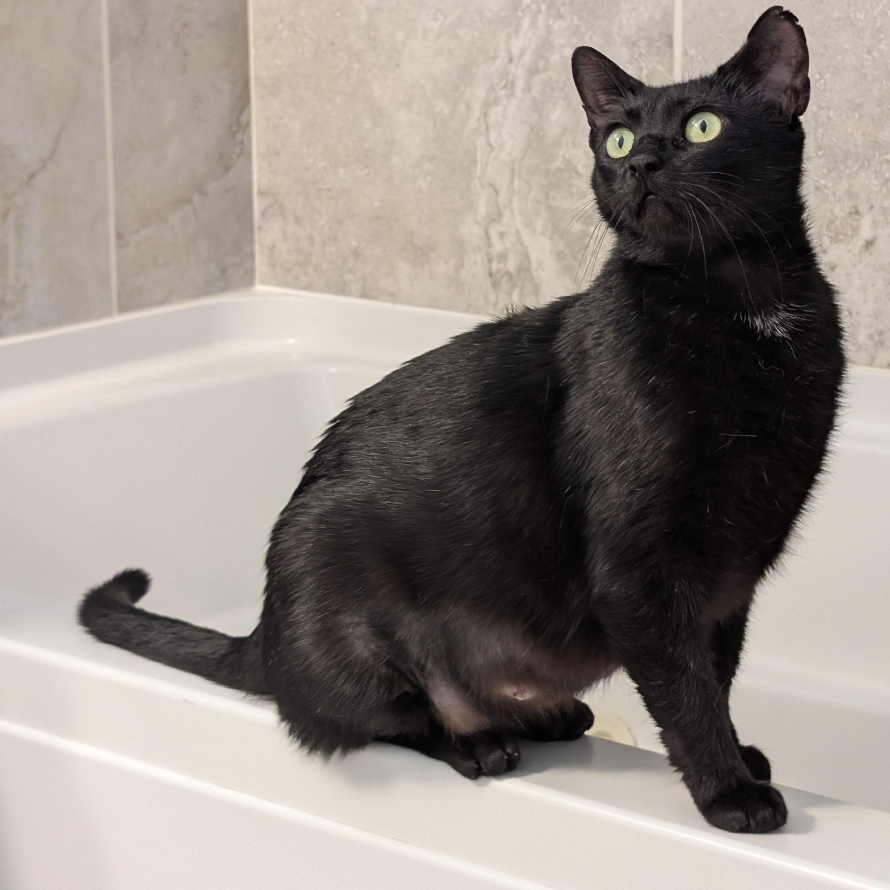 Enlarge Candice, a ADOPTABLE Domestic Short Hair in Wilmington, NC image 2/6