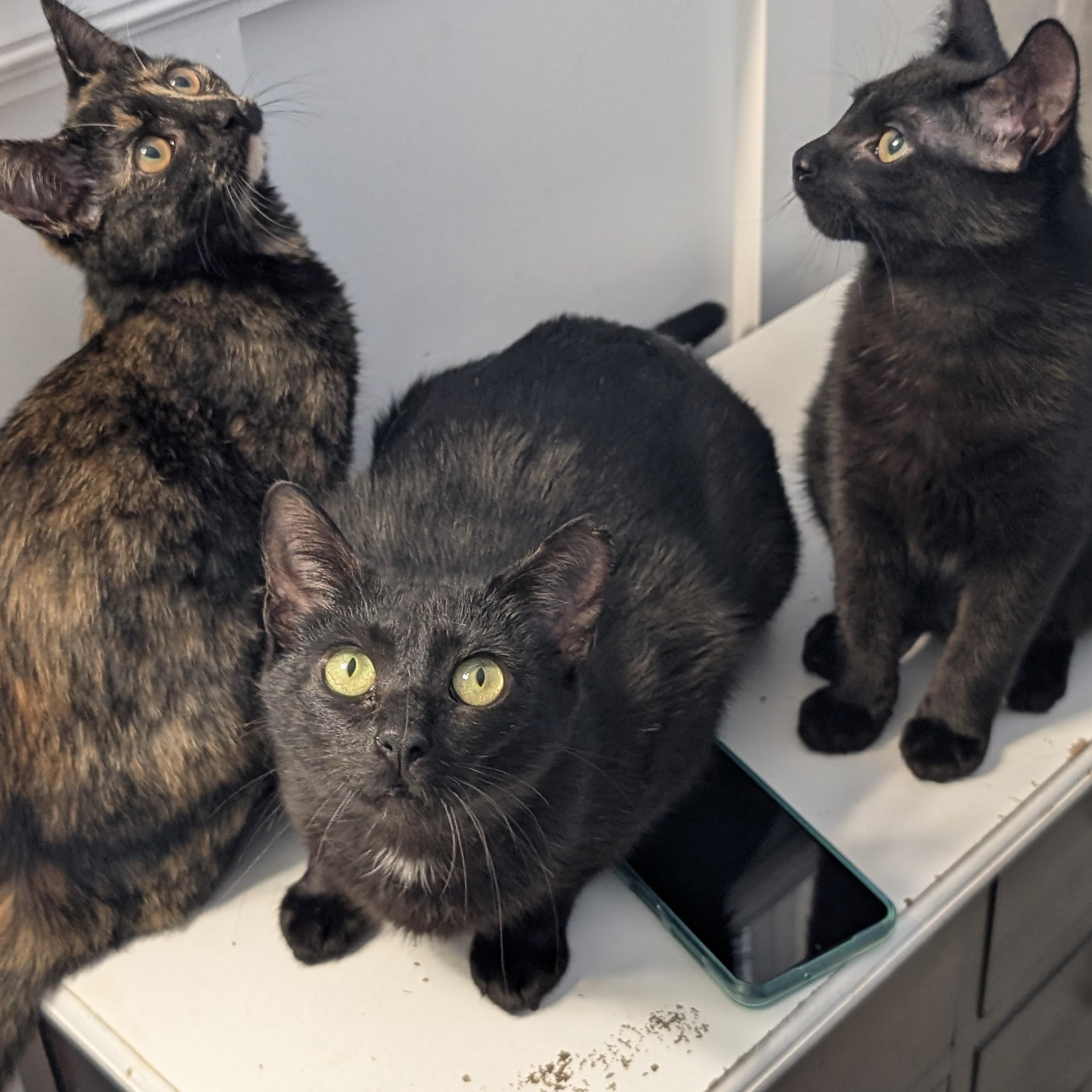 Enlarge Candice, a ADOPTABLE Domestic Short Hair in Wilmington, NC image 5/6