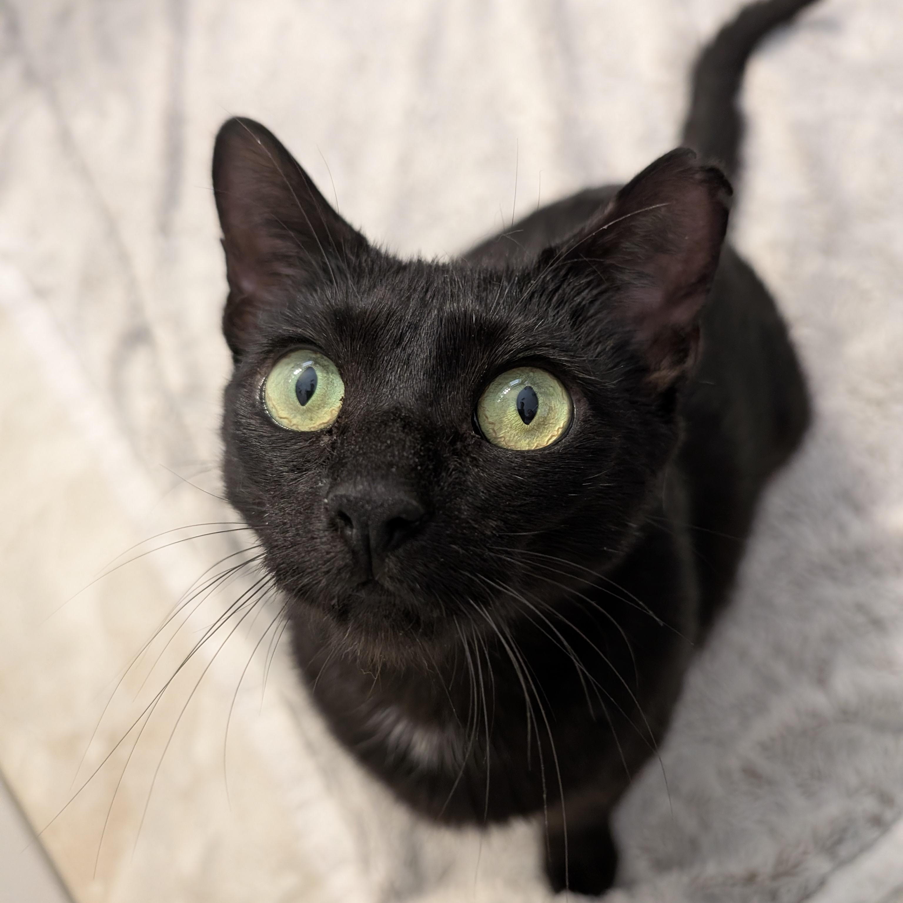 Enlarge Candice, a ADOPTABLE Domestic Short Hair in Wilmington, NC image 4/6