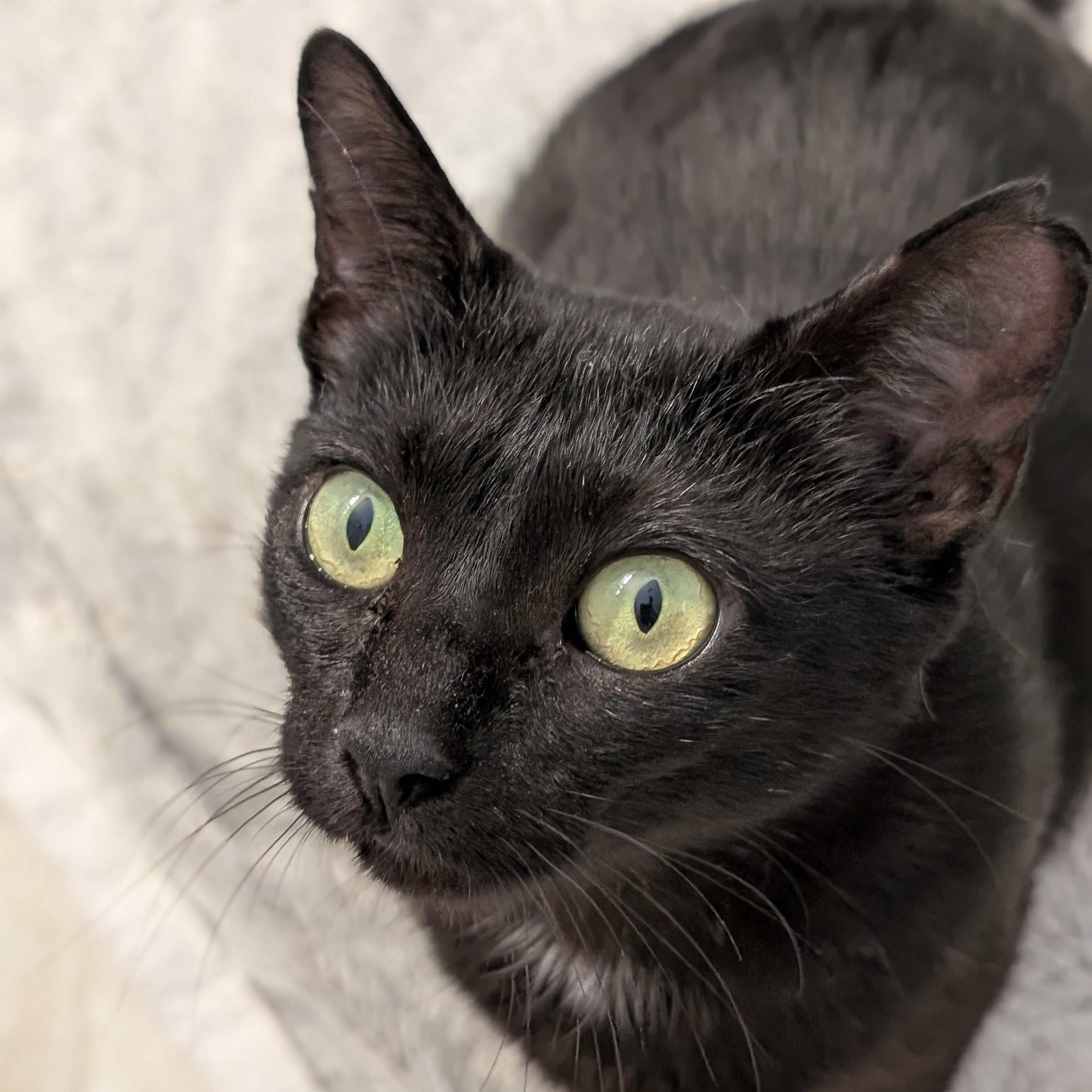 Enlarge Candice, a ADOPTABLE Domestic Short Hair in Wilmington, NC image 6/6