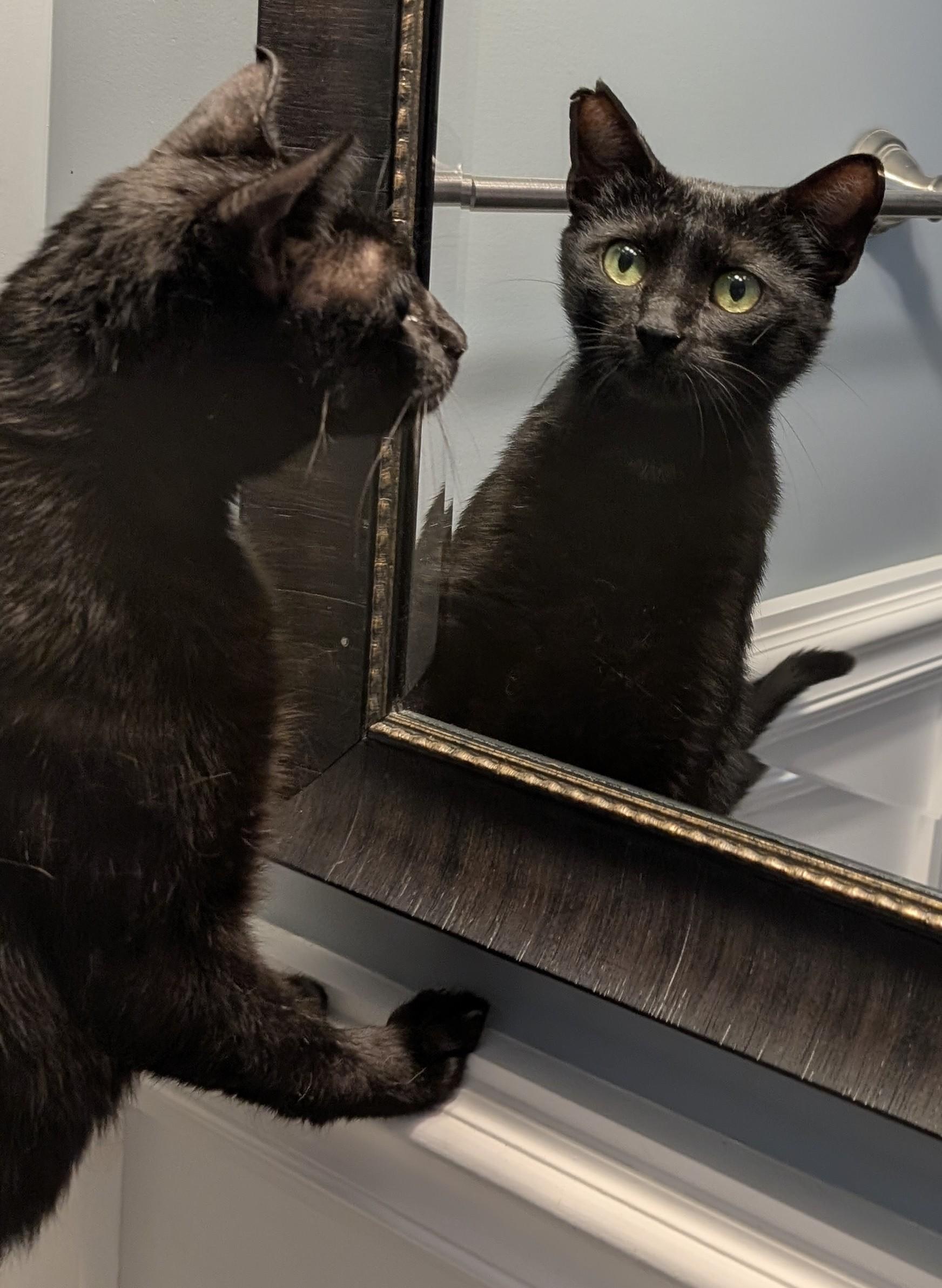 Candice, ADOPTABLE, Young Female Domestic Short Hair.