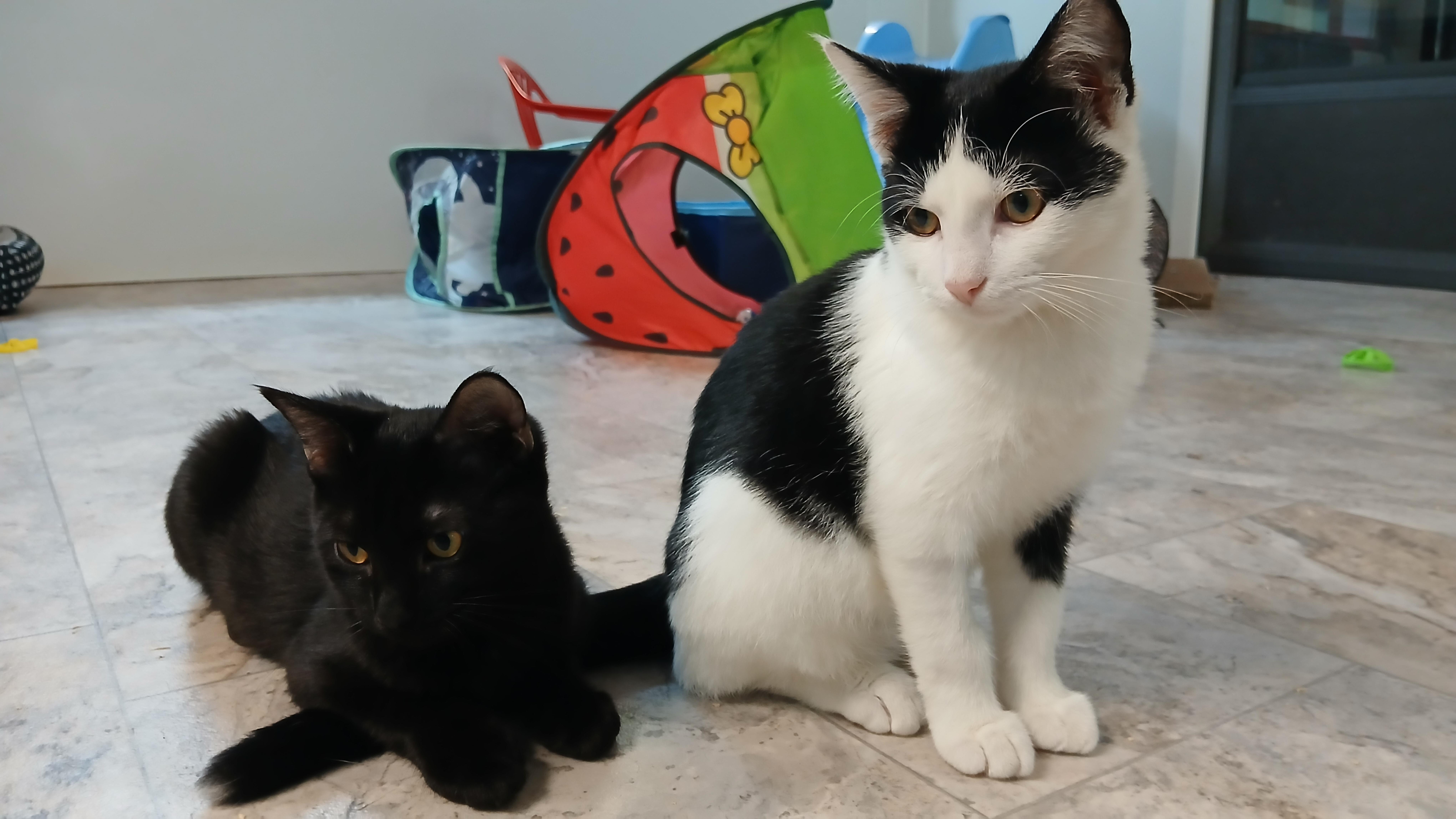 Enlarge Stewie, a Adopted Domestic Short Hair in Cullowhee, NC image 4/6