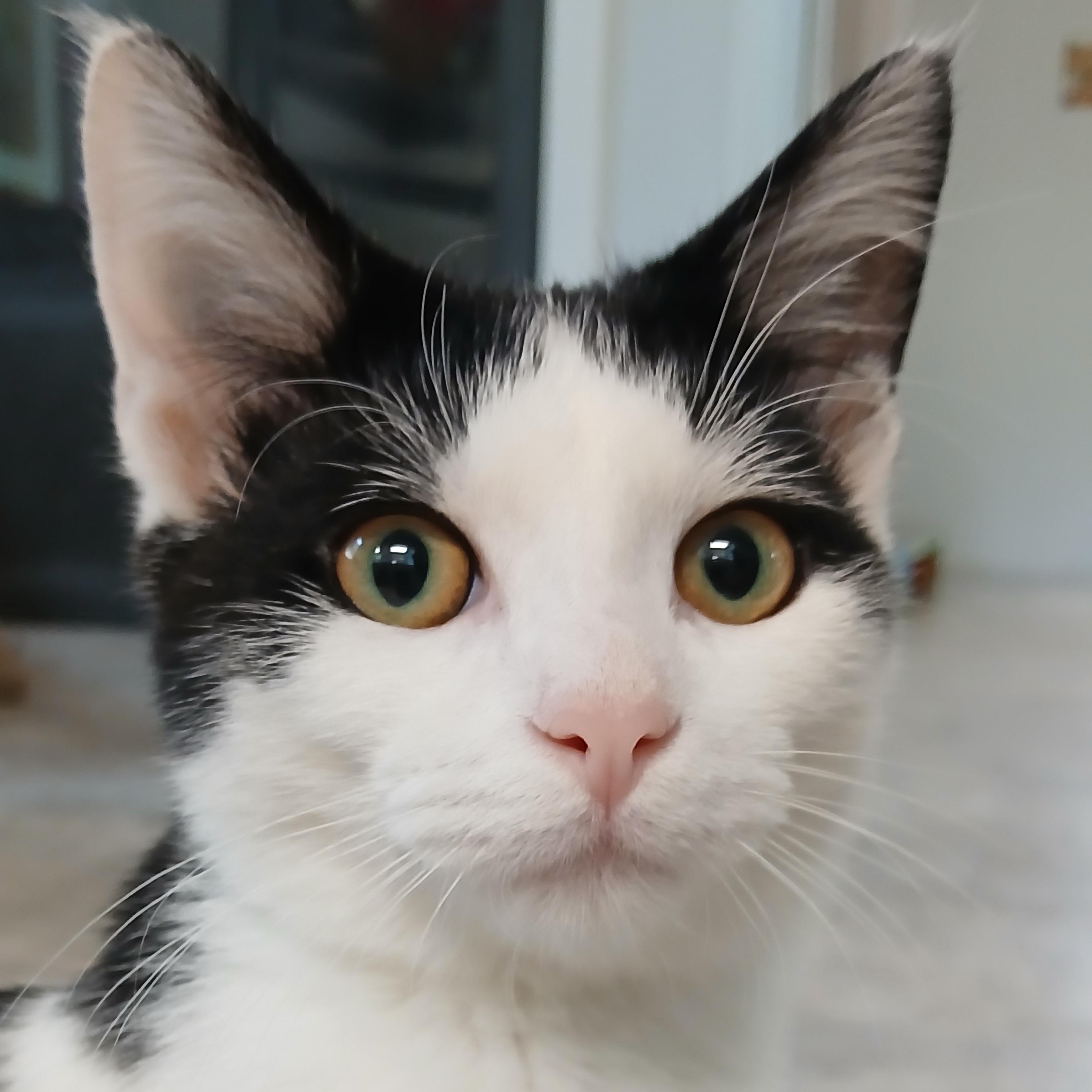 Enlarge Stewie, a Adopted Domestic Short Hair in Cullowhee, NC image 1/6